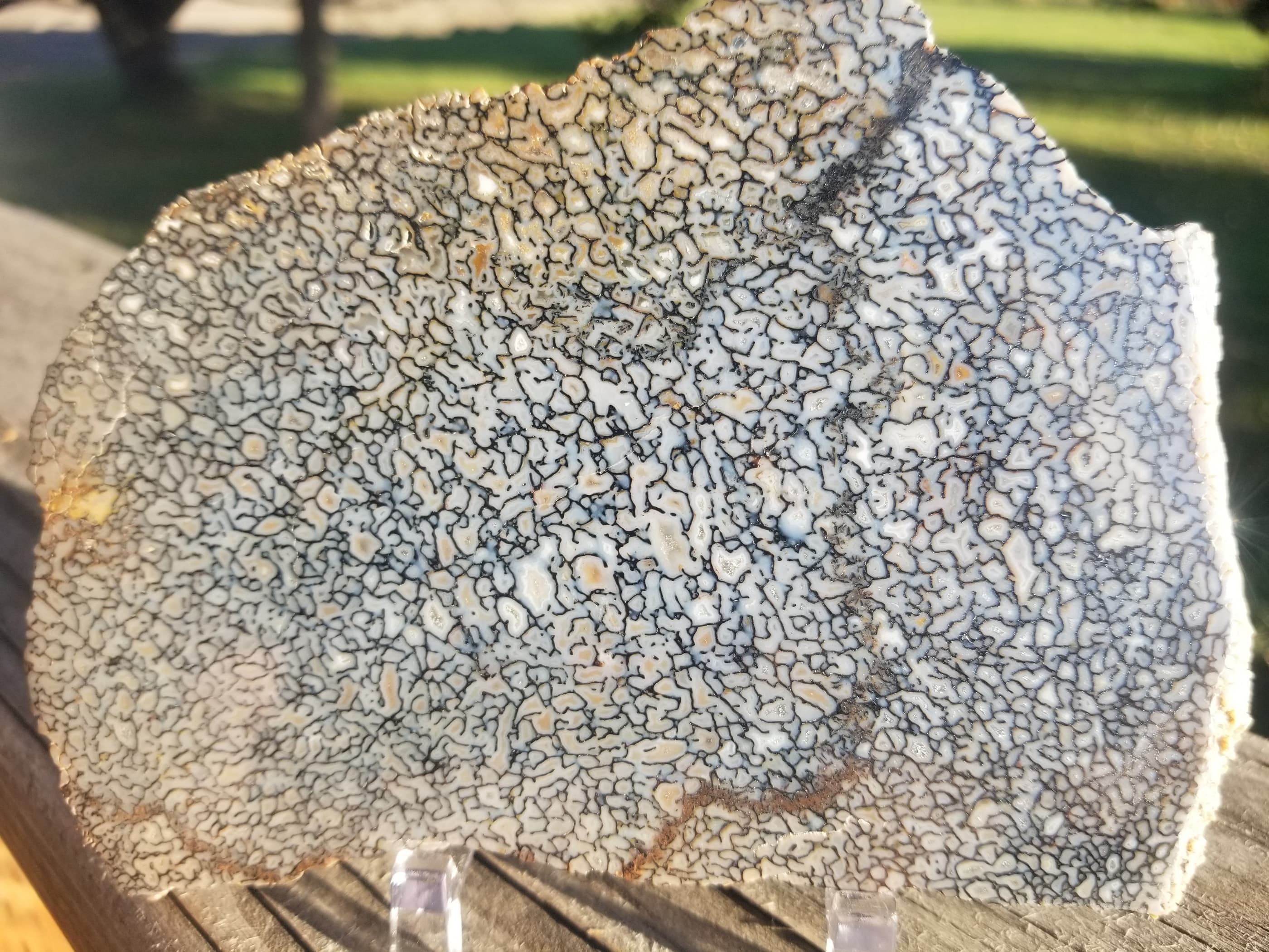 Blue Multicolor Polished Agatized Dinosaur Gem Bone Slab 185g Large Cell Jurassic Morrison, CO