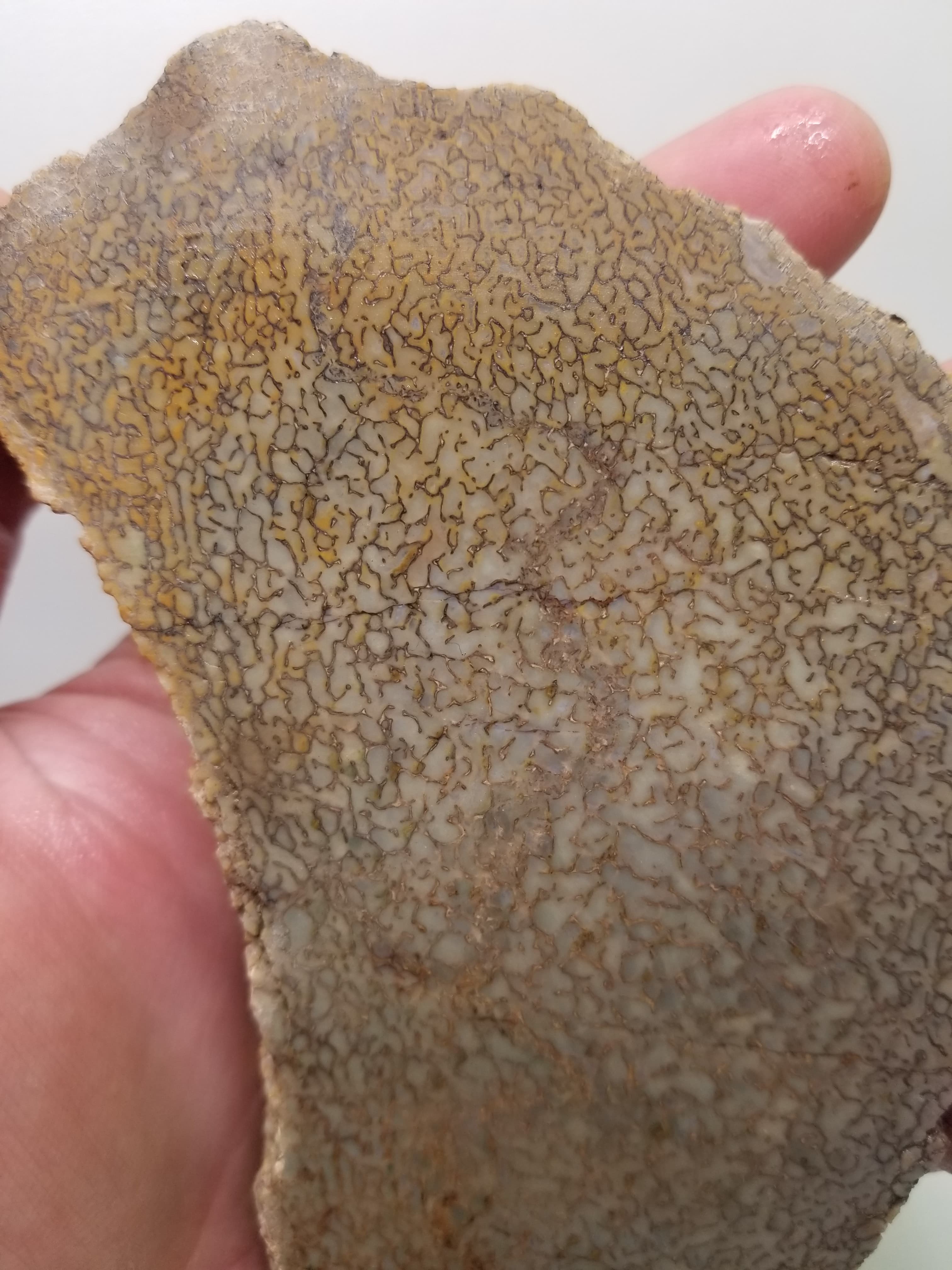 Great Agatized Dinosaur Gem Bone Opaque Multicolor Natural Specimen Large Cell Rough/Unpolished 317g