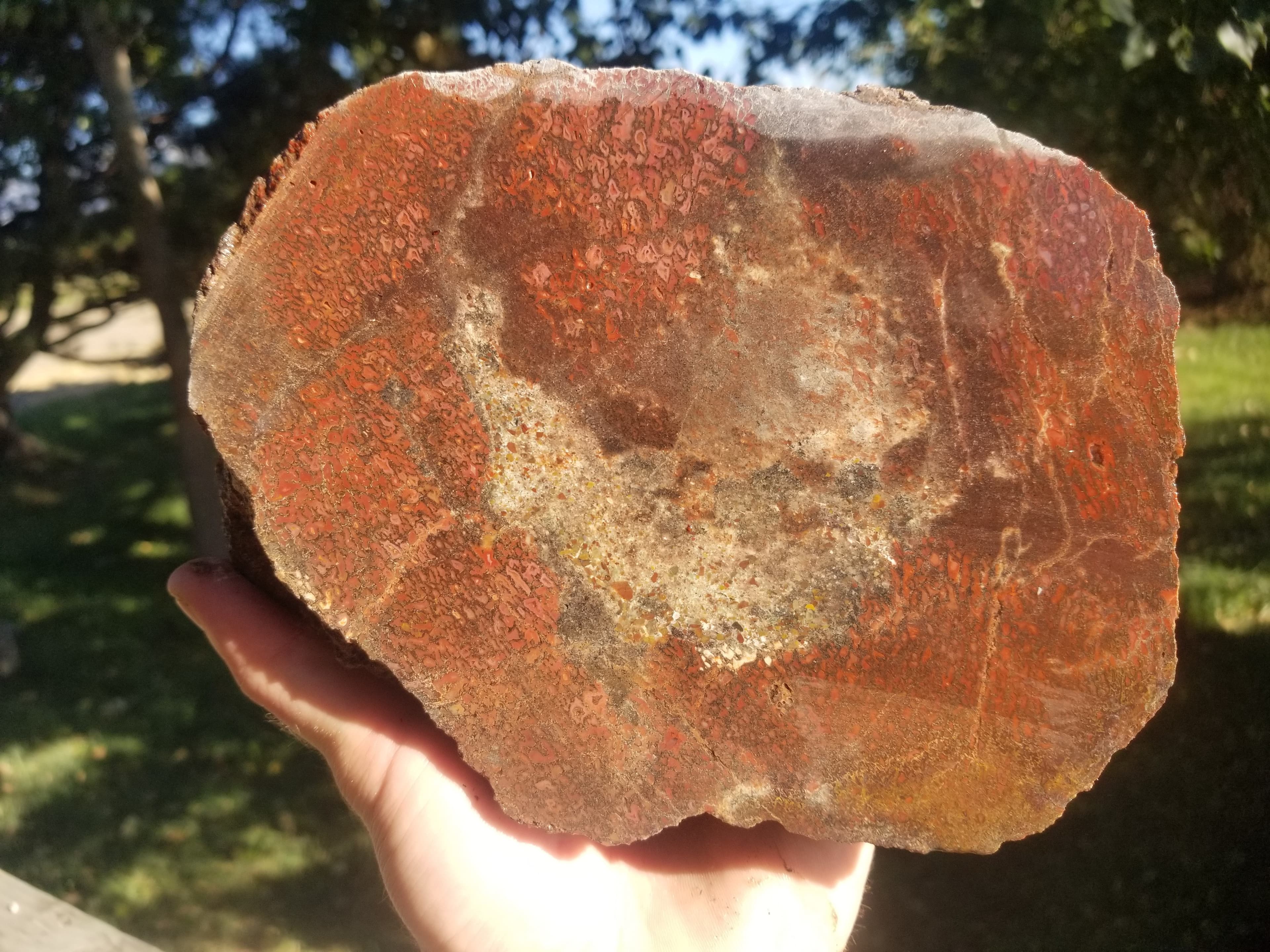Great Agatized Dinosaur Gem Bone Multicolor Natural Specimen Rough/Unpolished 6Lb