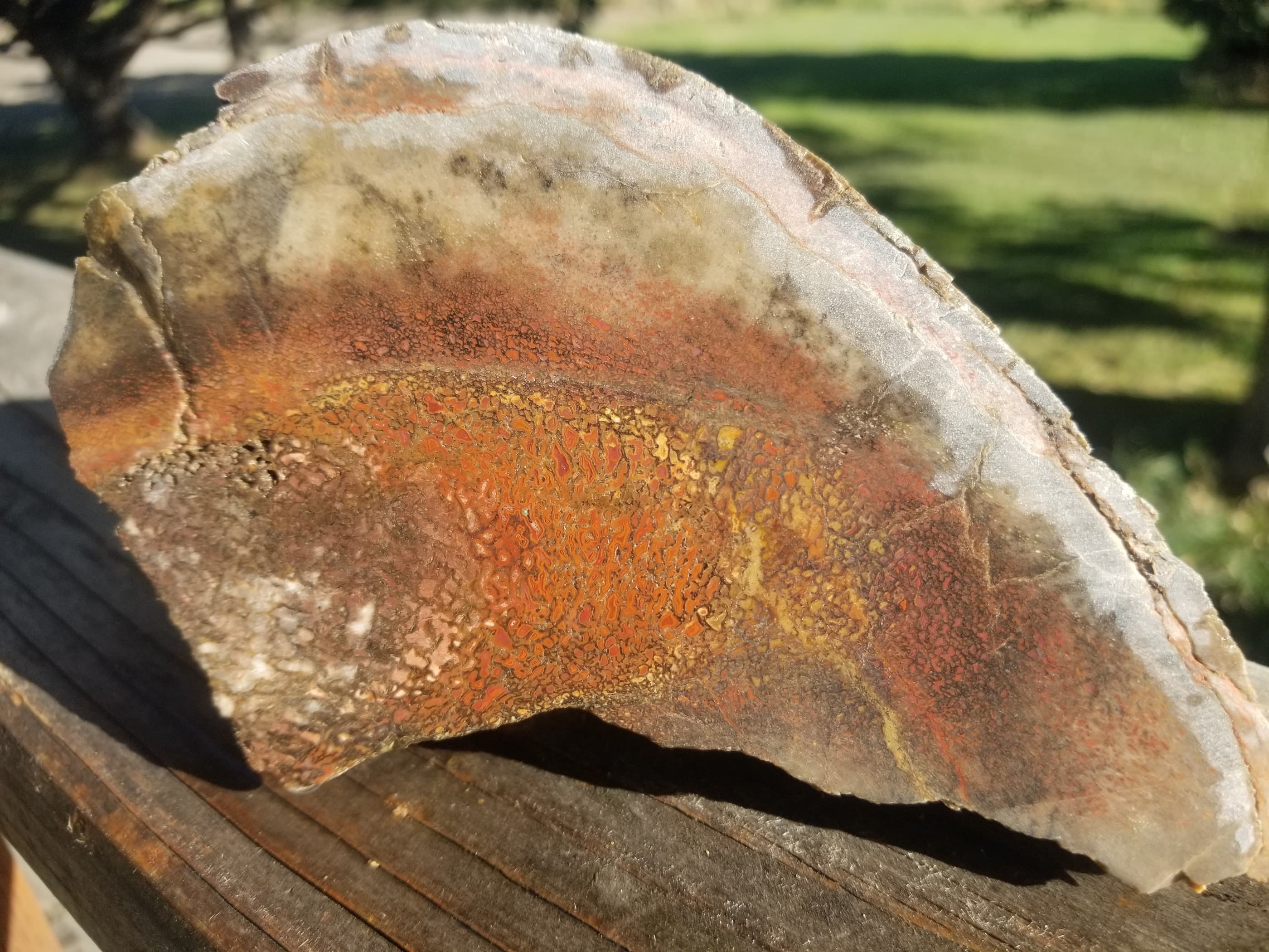 Great Agatized Dinosaur Gem Bone Multicolor Natural Specimen Rough/Unpolished 6Lb