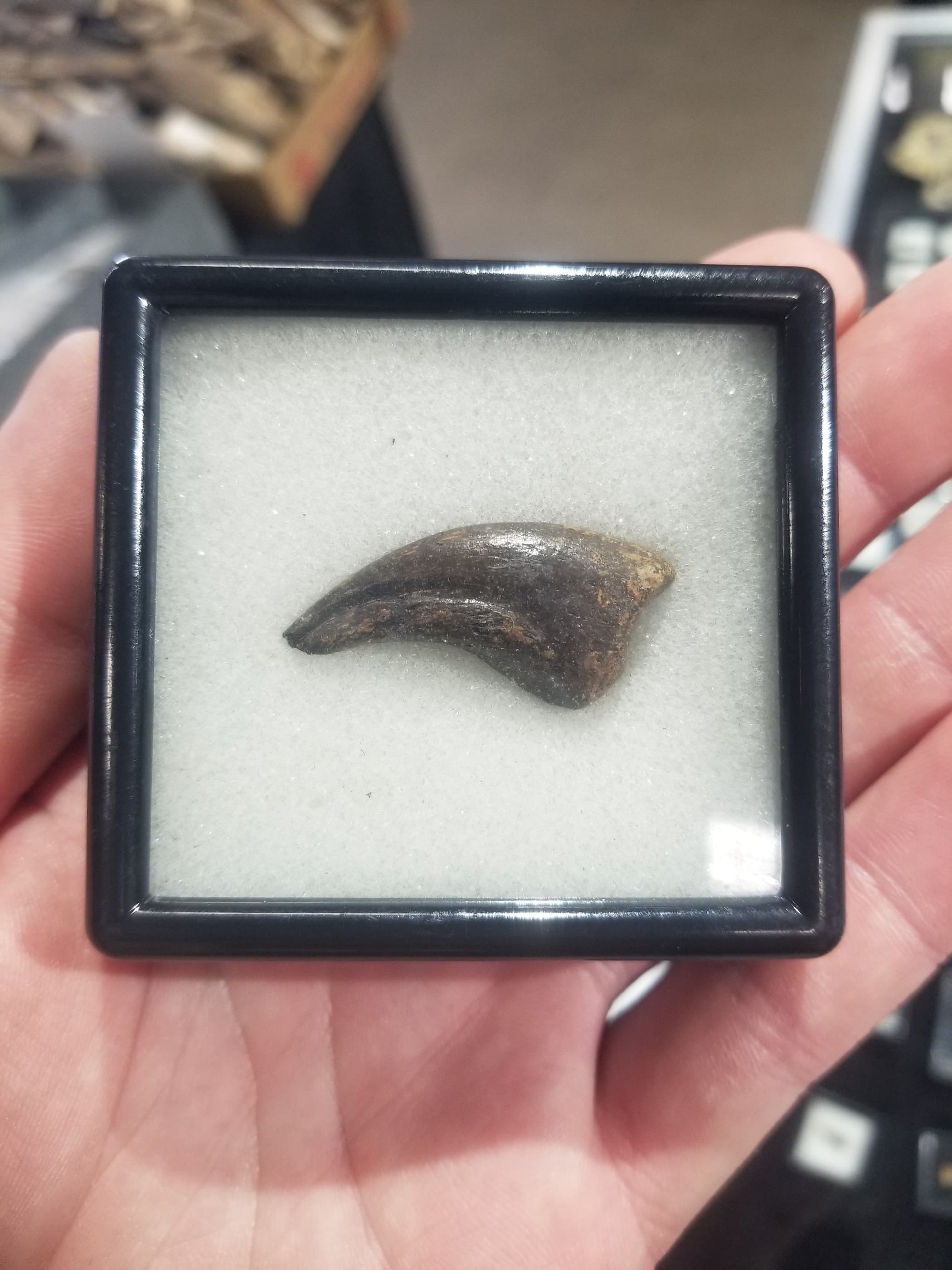 Great Anzu Wyliei Claw - No Restoration - Hell Creek SD "Chicken from Hell"