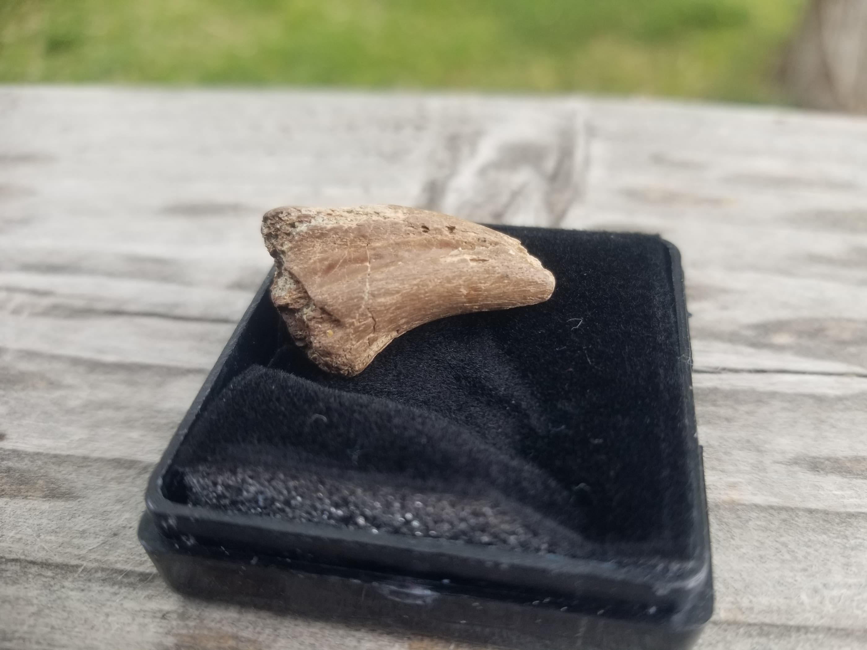 Great Anzu Wyliei Claw - No Restoration - Hell Creek SD "Chicken from Hell"