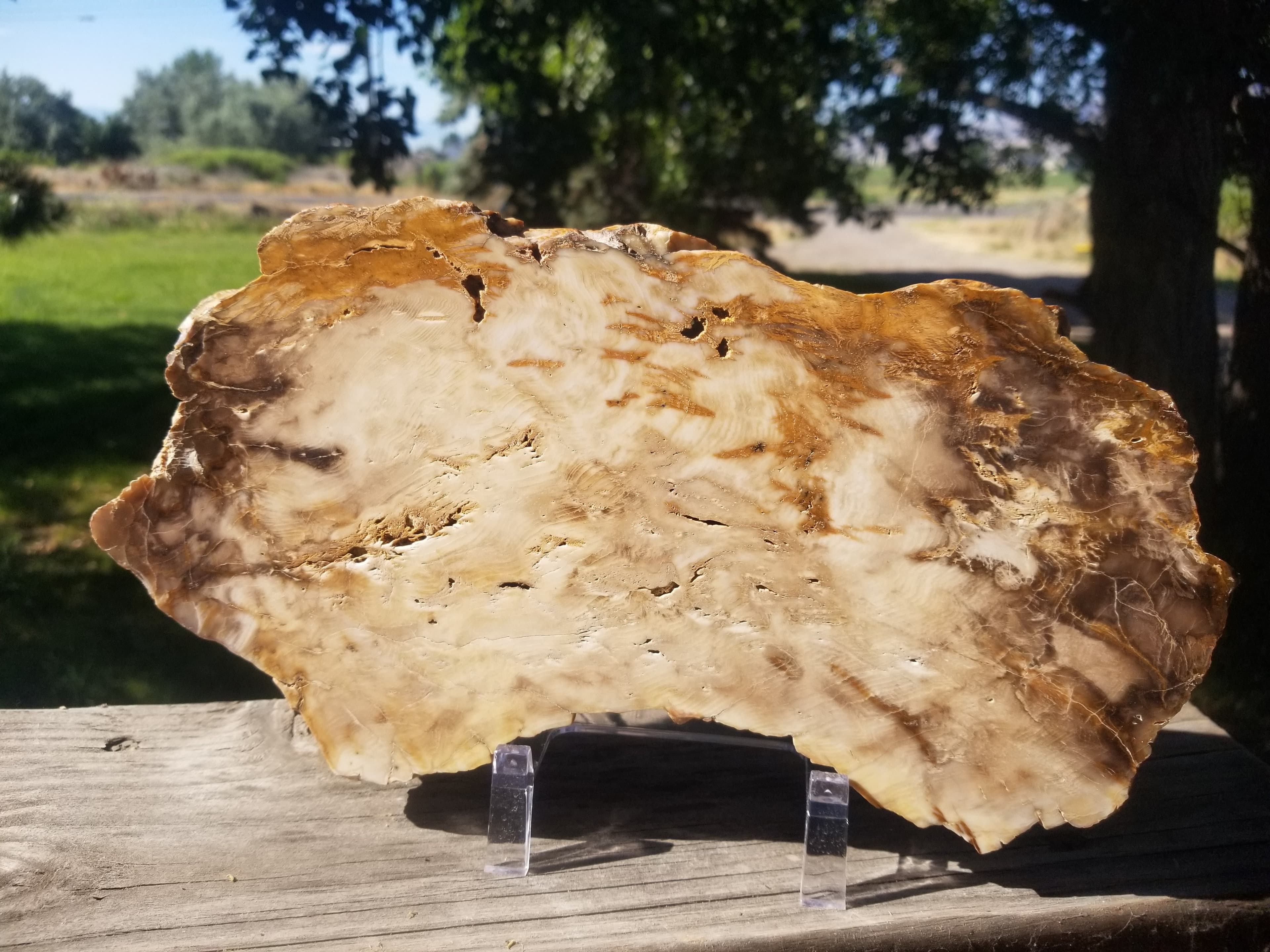 Great Large Park City Petrified Wood Slab Polished Utah Silver Creek Jct Miocene 12x6.25" Nearly 4Lb