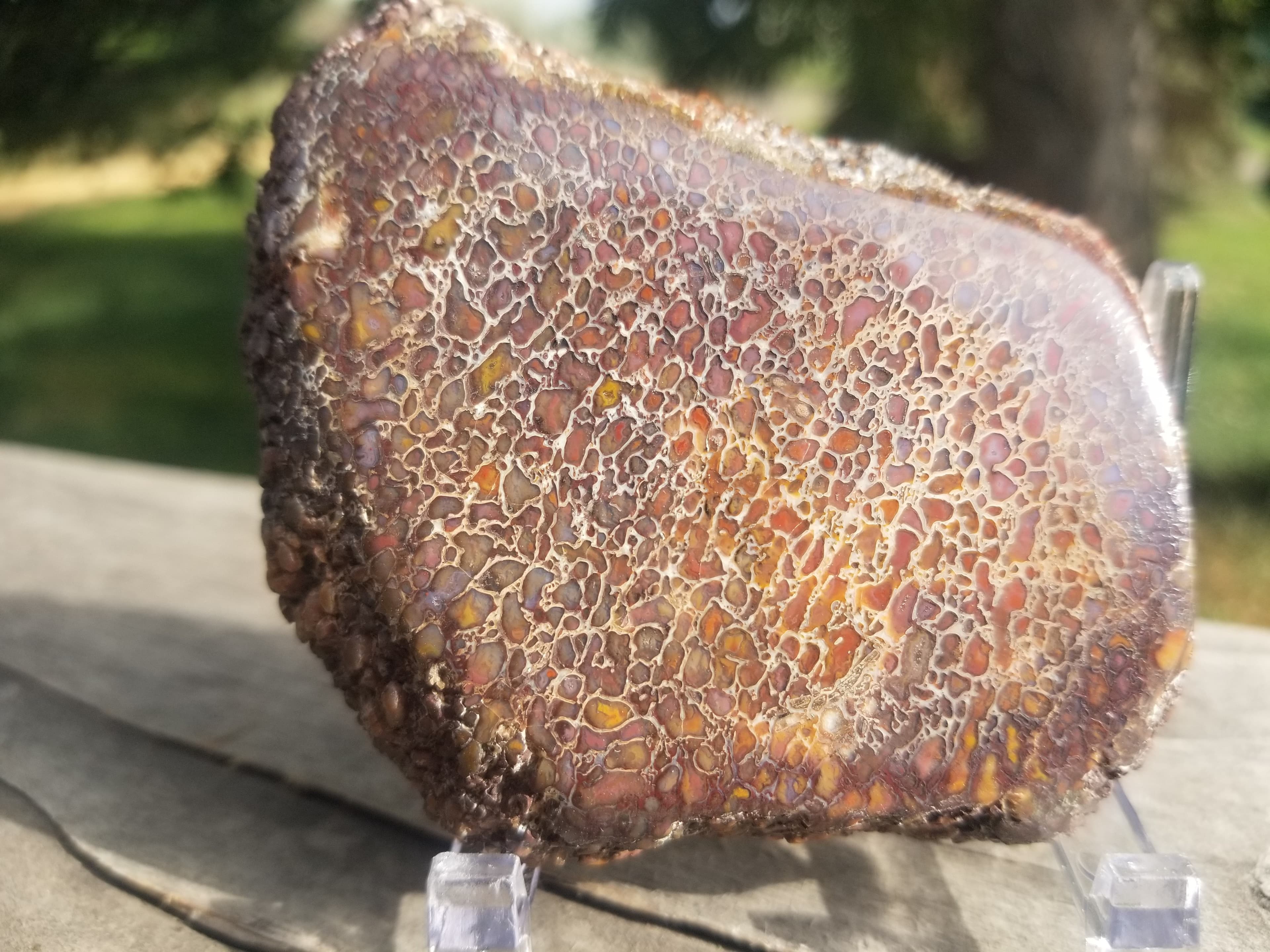 Great Polished Multicolor Cell Glassy Agatized Jurassic Dinosaur Gem Bone Thick Slab Specimem 100g