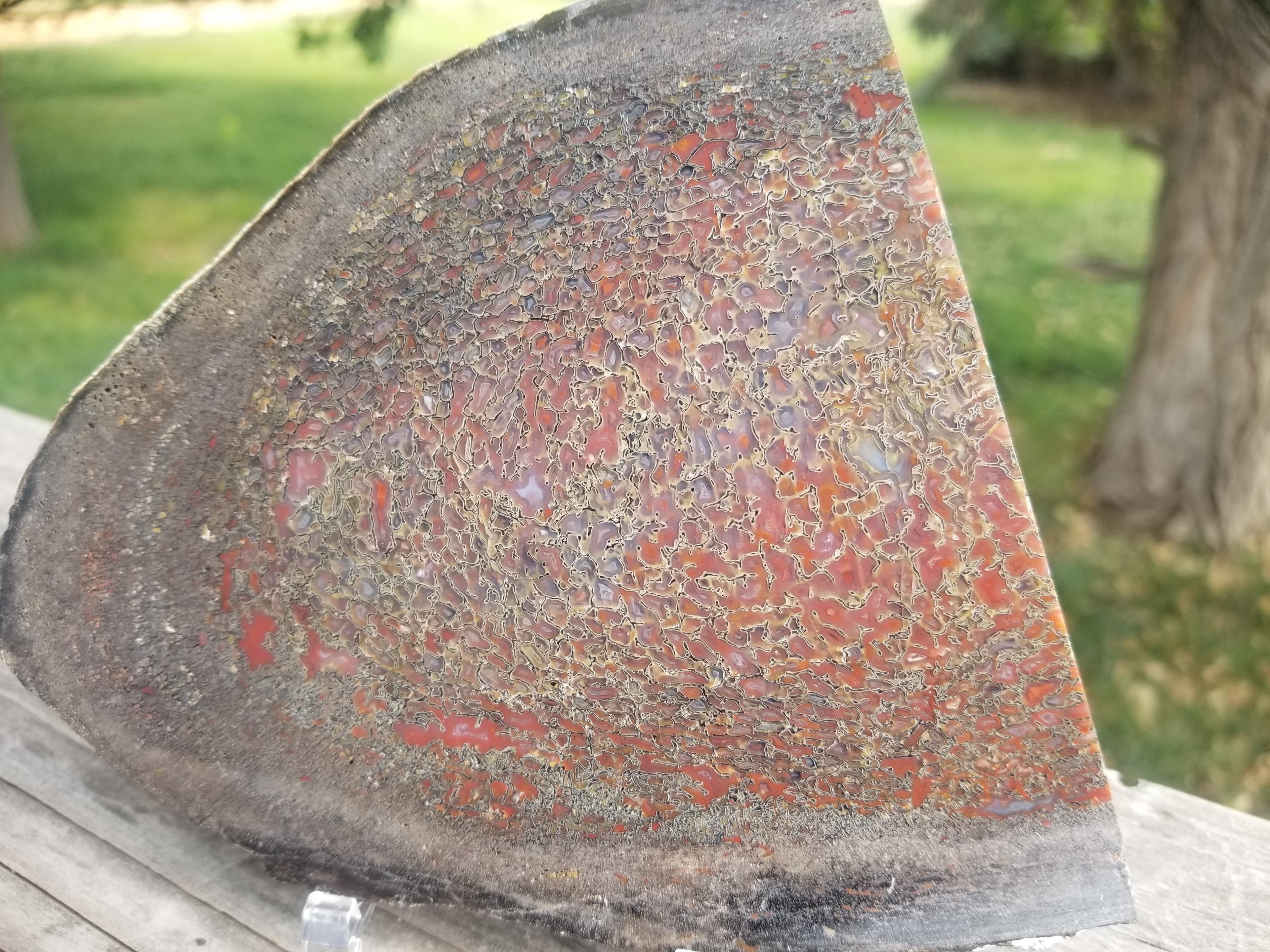 Beautiful Deep Red Cell Multicolor Agatized Jurassic Dinosaur Gem Bone Slab Specimem Dark Webbing 199g