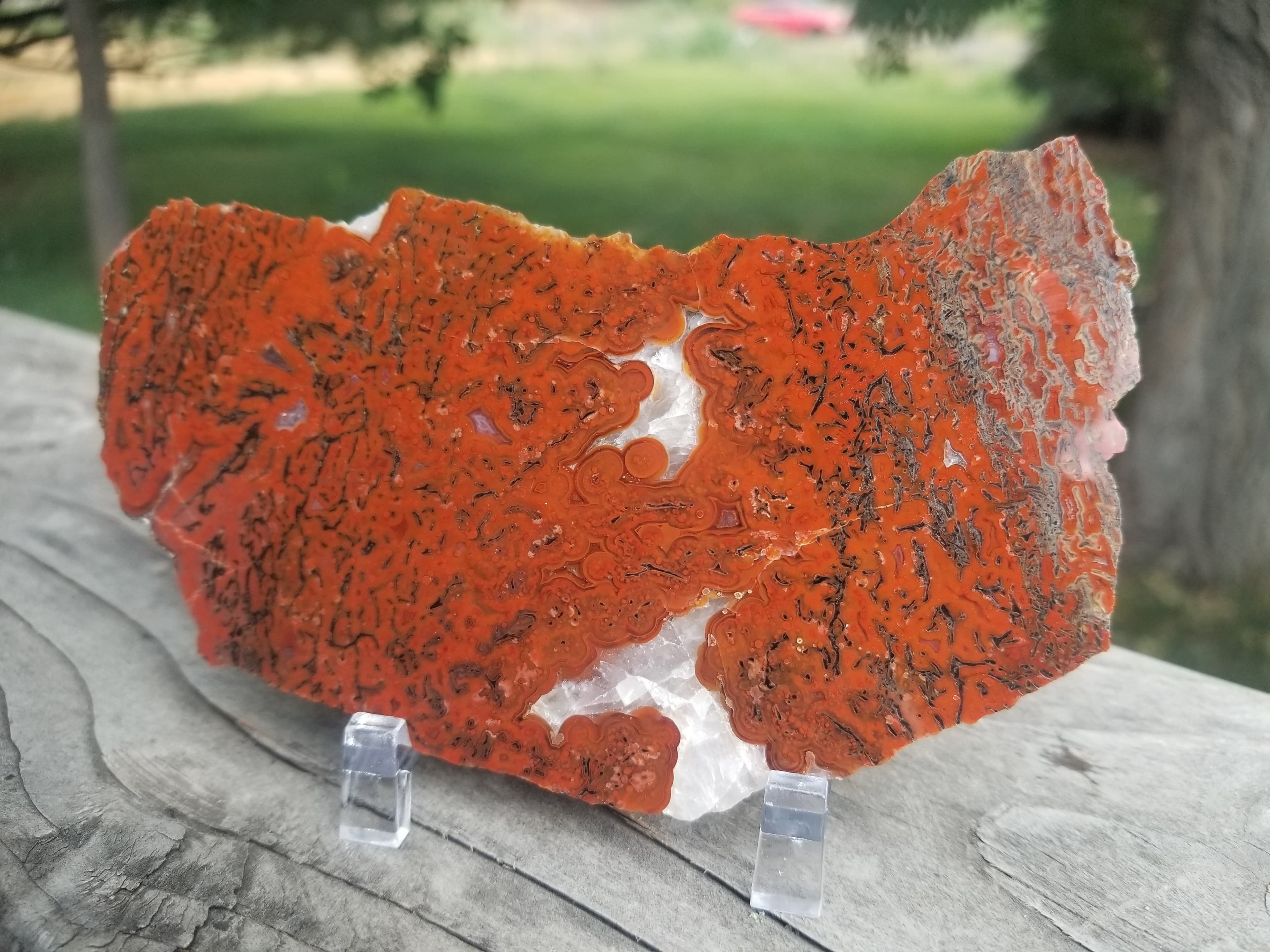Great Polished Deep Red Cell Glassy Agatized Jurassic Dinosaur Gem Bone Slab Specimem 93g