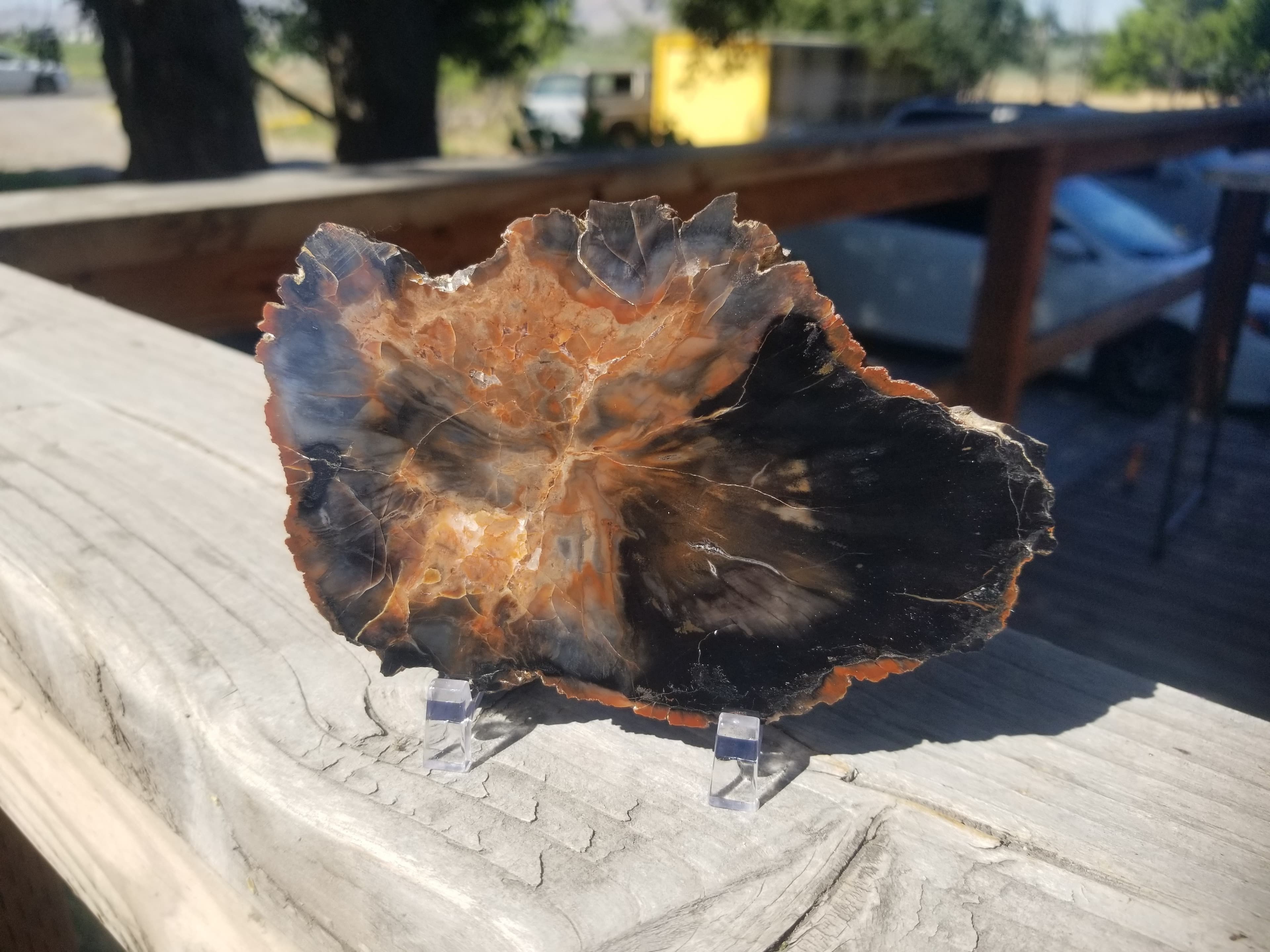 Great "Tuesday Wash" UT Petrified Wood Slab Polished Jurrasic Morrison Form 5x3"