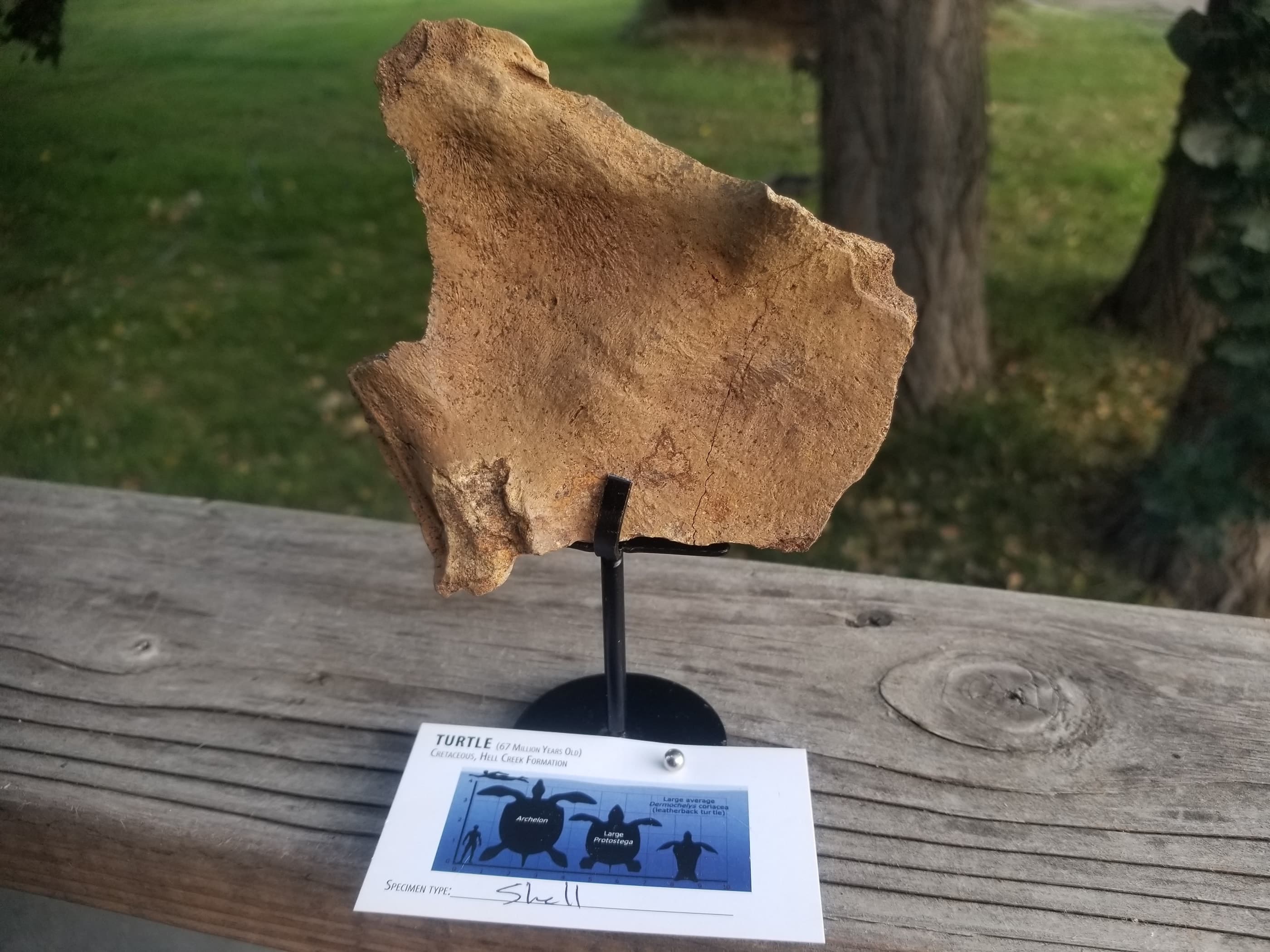 Turtle Shell Section Fossil Specimen Cretaceous Hell Creek MT