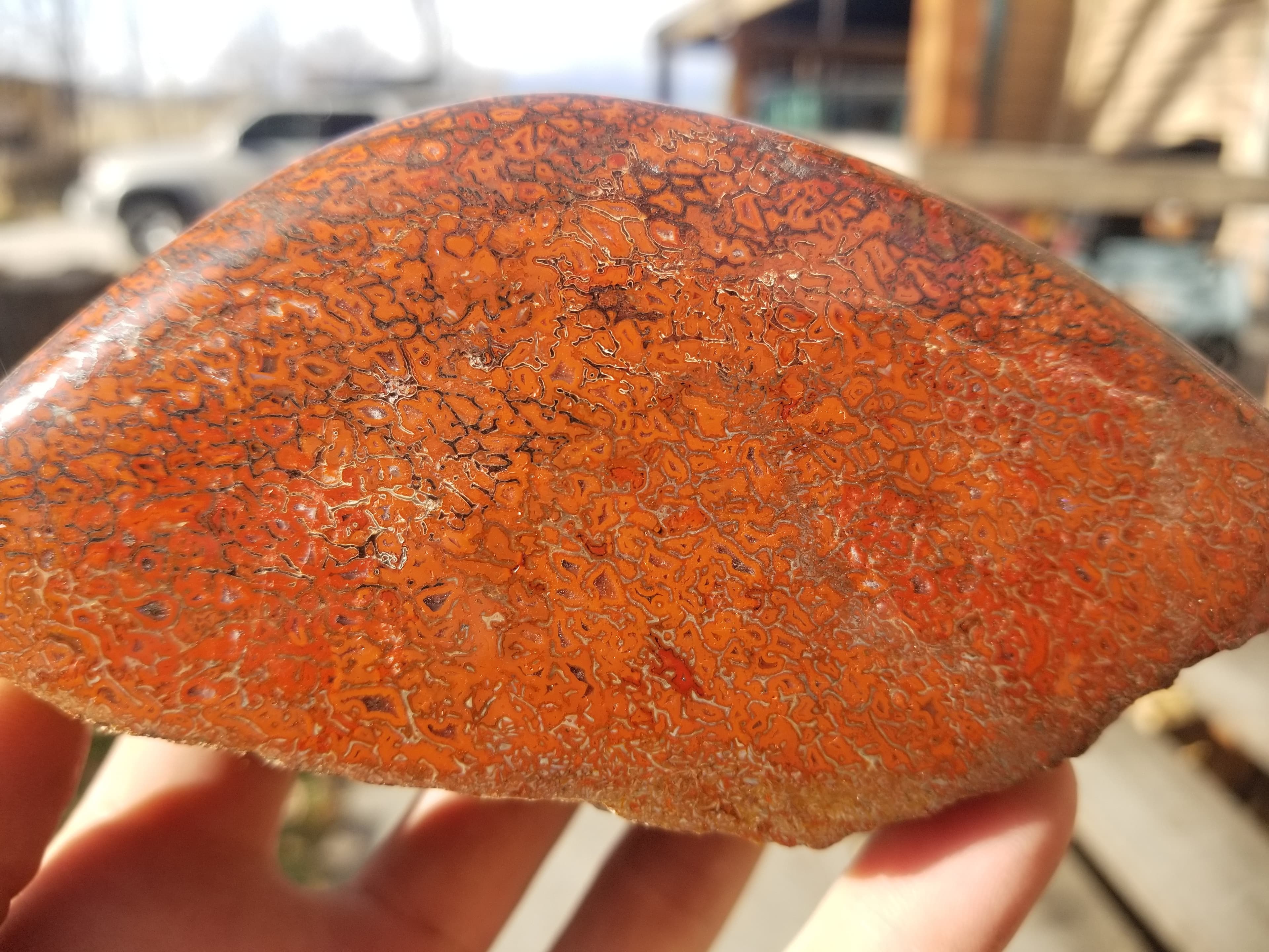 Amazing Unique Freeform Polished Intricate Deep Red Cell Agatized Jurassic Dinosaur Gem Bone Dark Webbing Pastels 2Lb