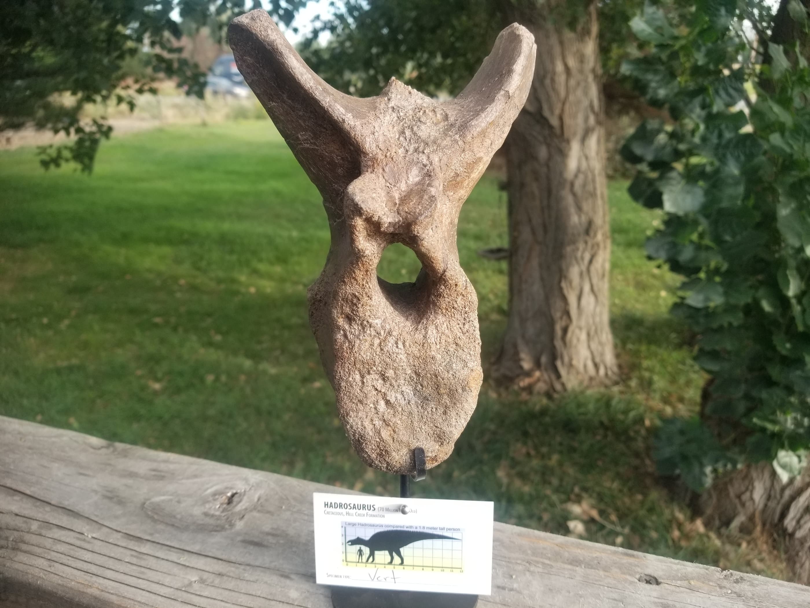 Hadrosaurus Vertebrae Fossil Specimen Cretaceous Hell Creek MT Recent Dig