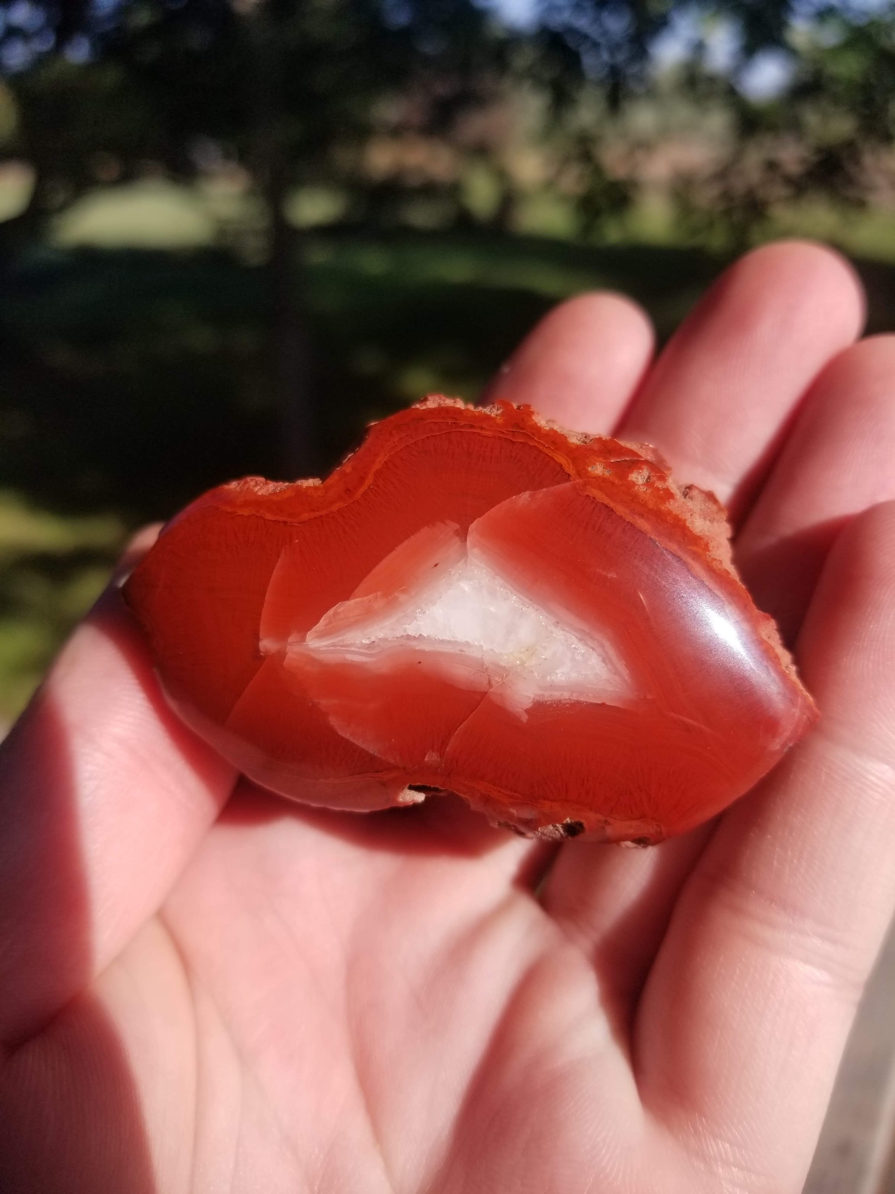 Highly Coveted Polished Yellow Cat Red Wood - Petrified Agatized Wood Specimen 105g, UT