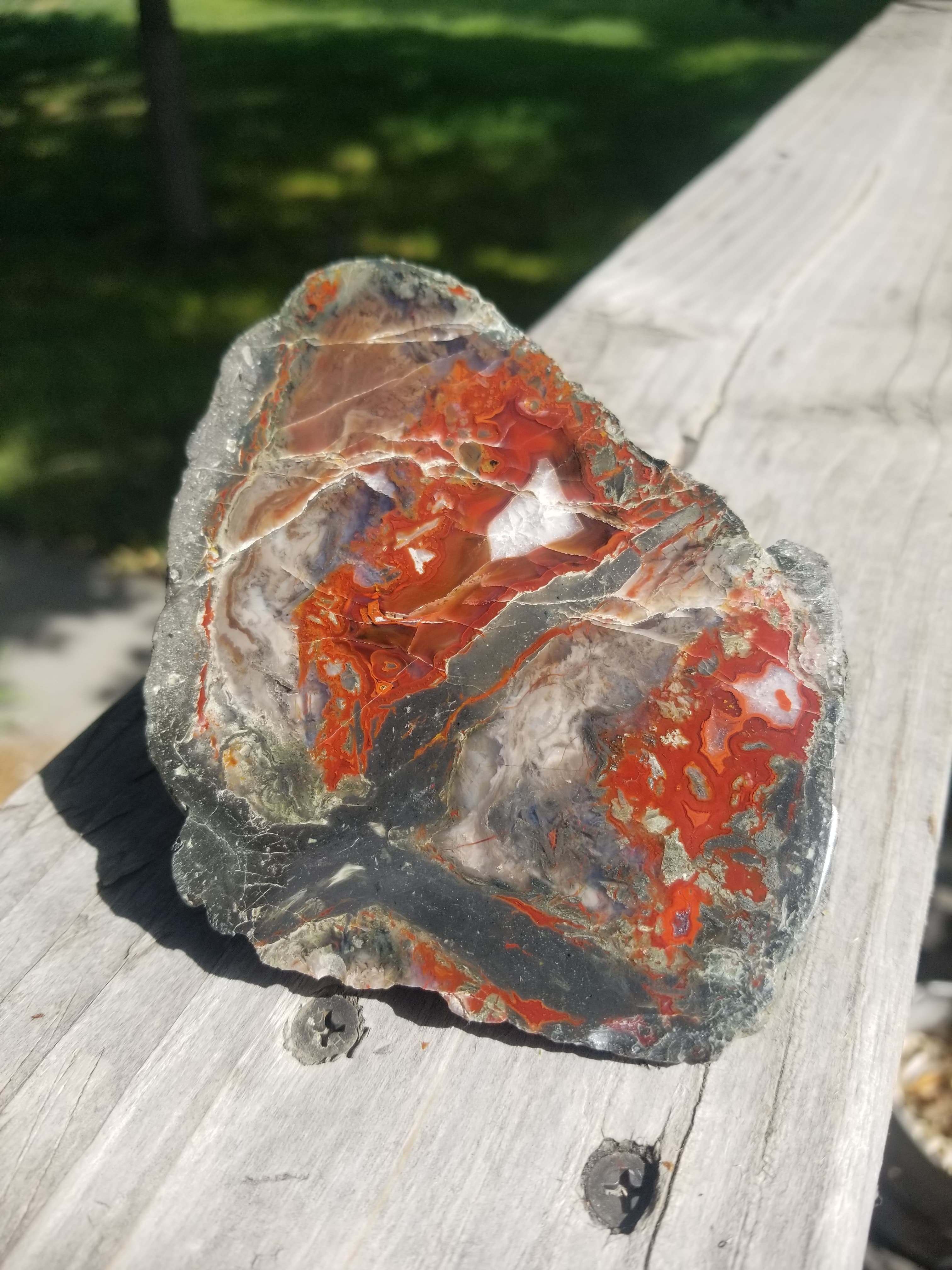 Highly Coveted Polished Yellow Cat Red Wood - Petrified Agatized Wood Specimen 1.6Lb, UT