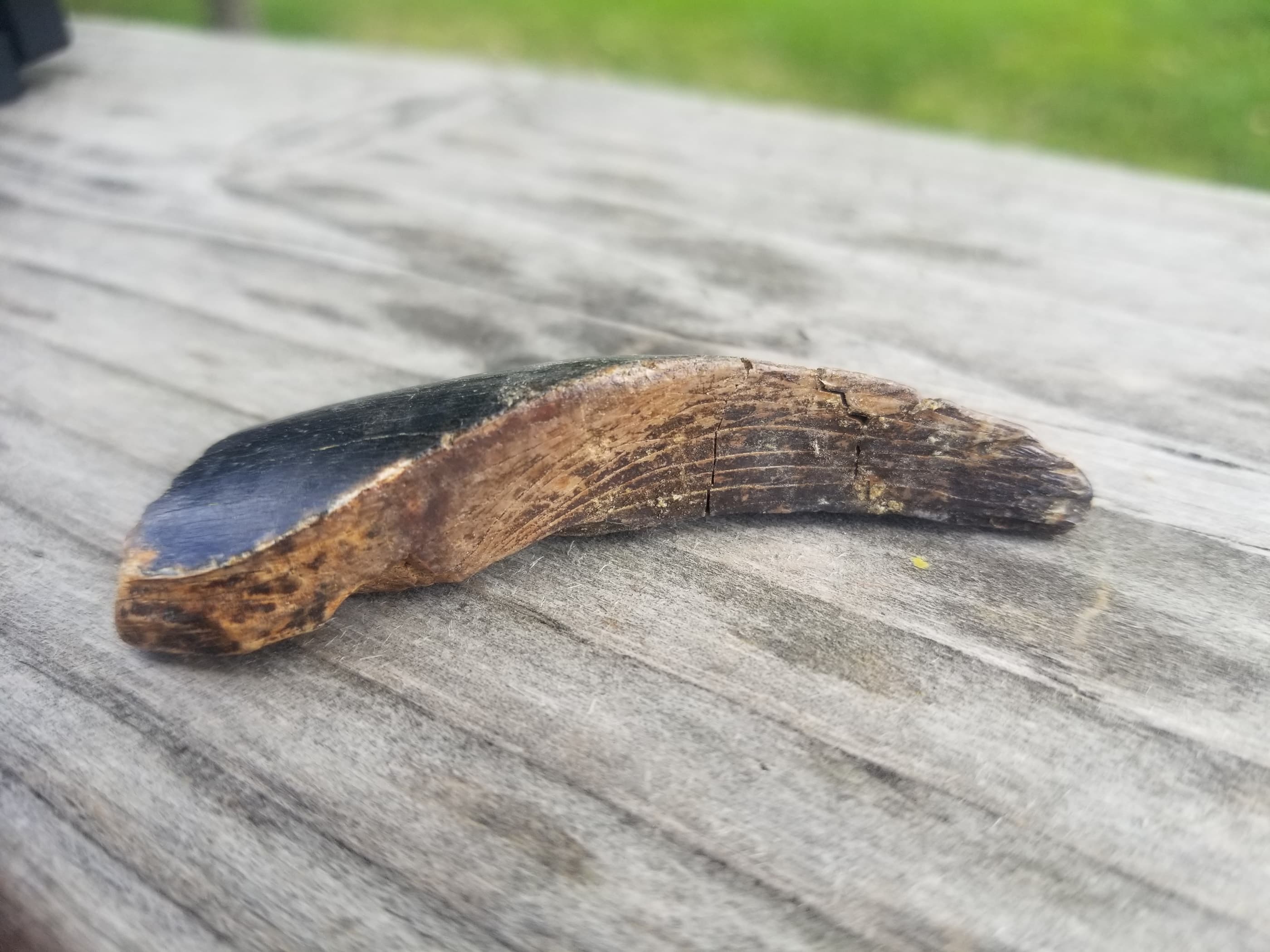 Large 2.5" Tyrannosaurus Rex T-Rex Tooth Shard w/Wear Specimen Hell Creek, MT