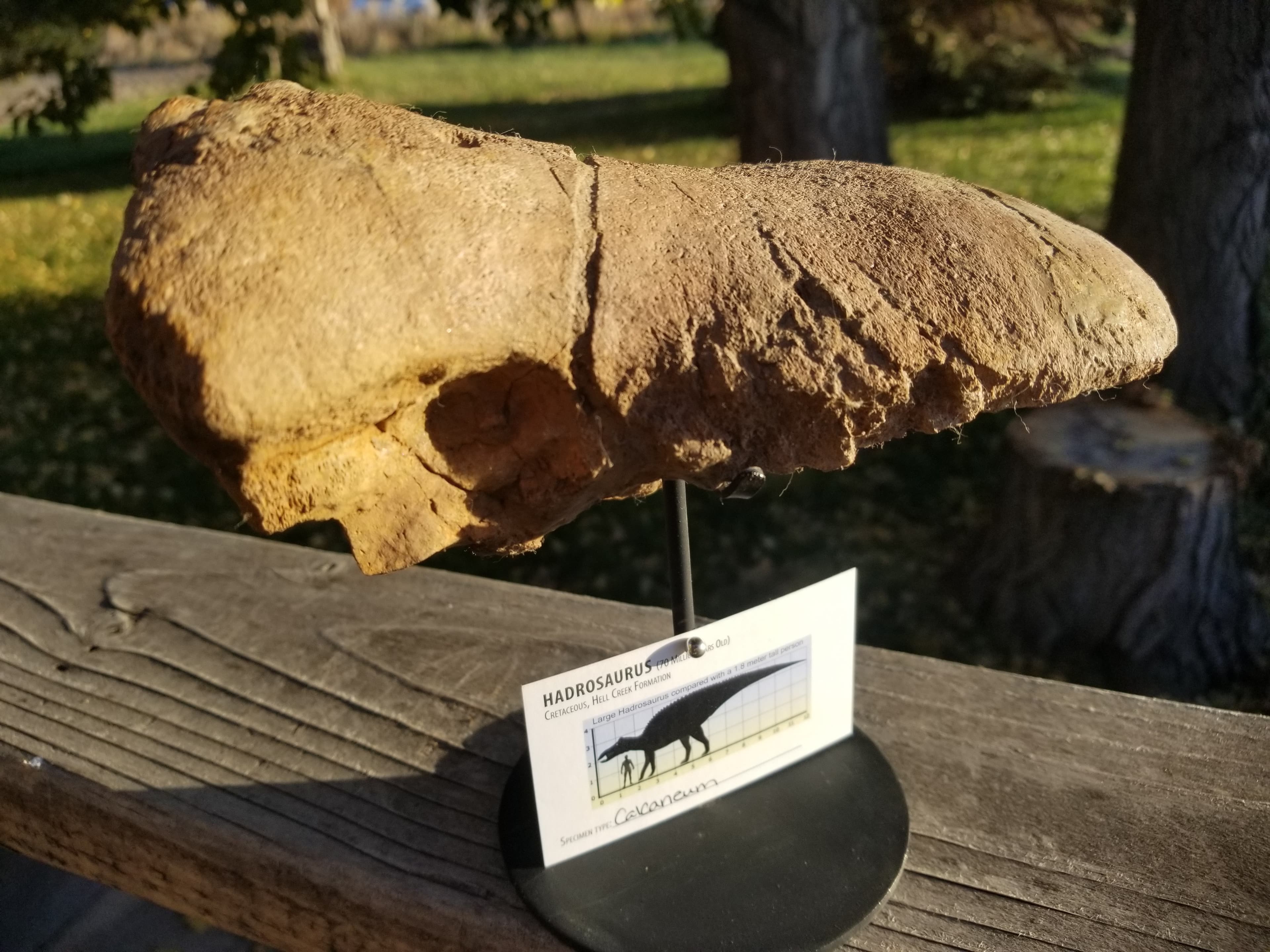 Incredible Hadrosaurus Calcaneum/Calcaneus Fossil Specimen Cretaceous Hell Crk MT Recent Dig