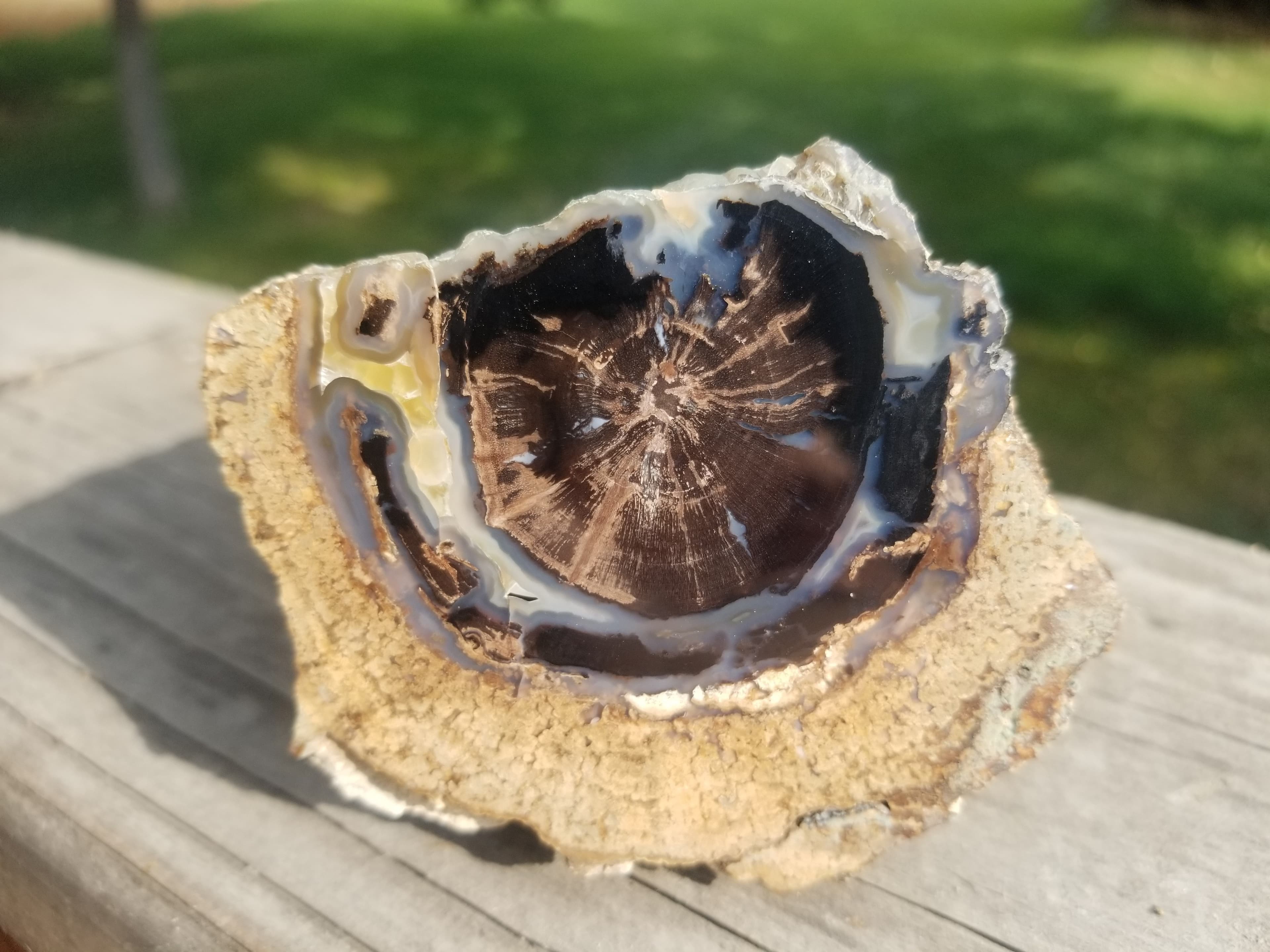 Incredible Polished Blue Forest Petrified Wood Limb Botryoidals Golden Calcite - Wyoming Agatized Wood Eden Valley