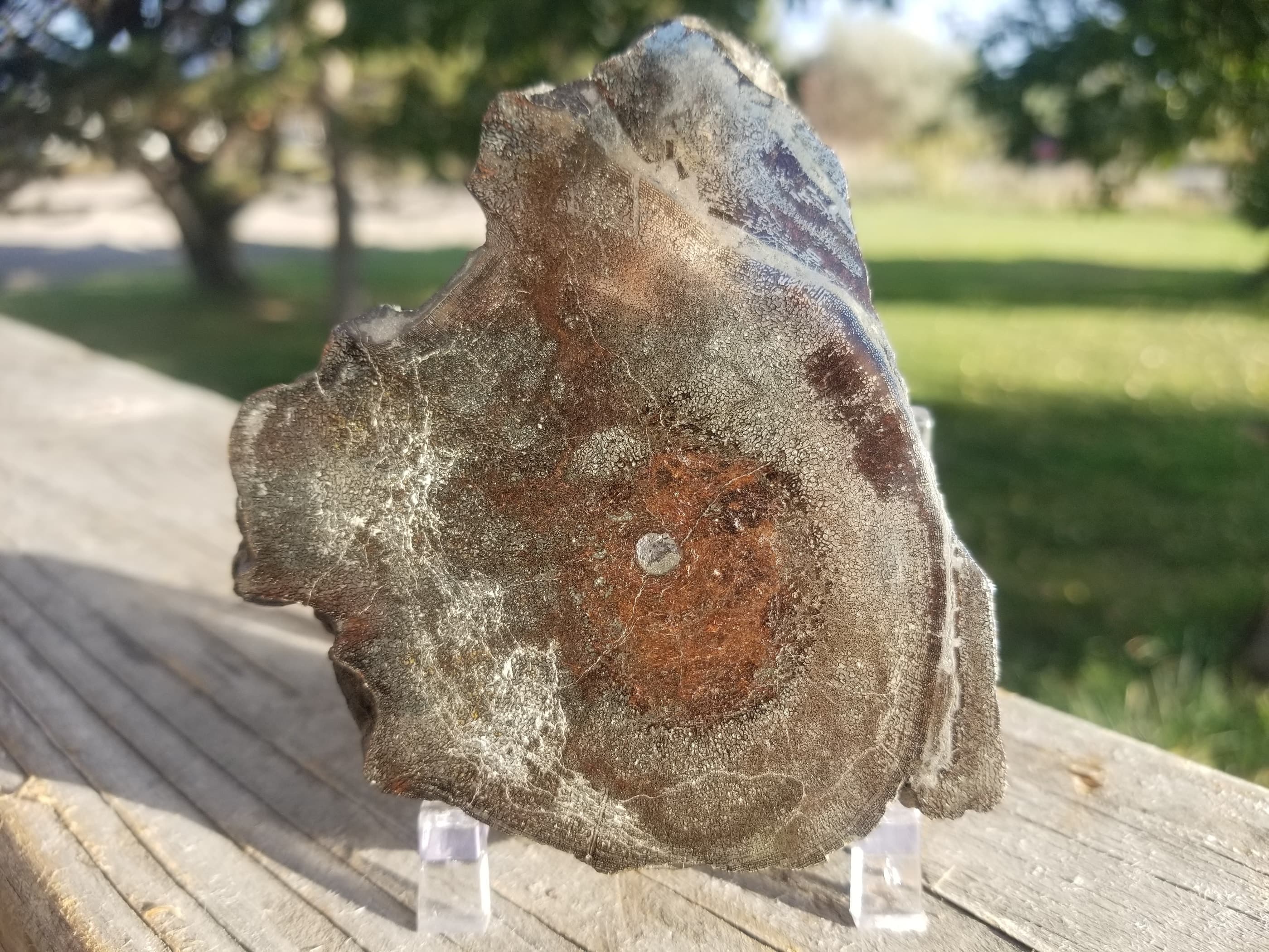 Rare Polished Pyrite Dinosaur Bone Gem Bone 276g "Ichthyosaurus Vertebrae"- Volga River