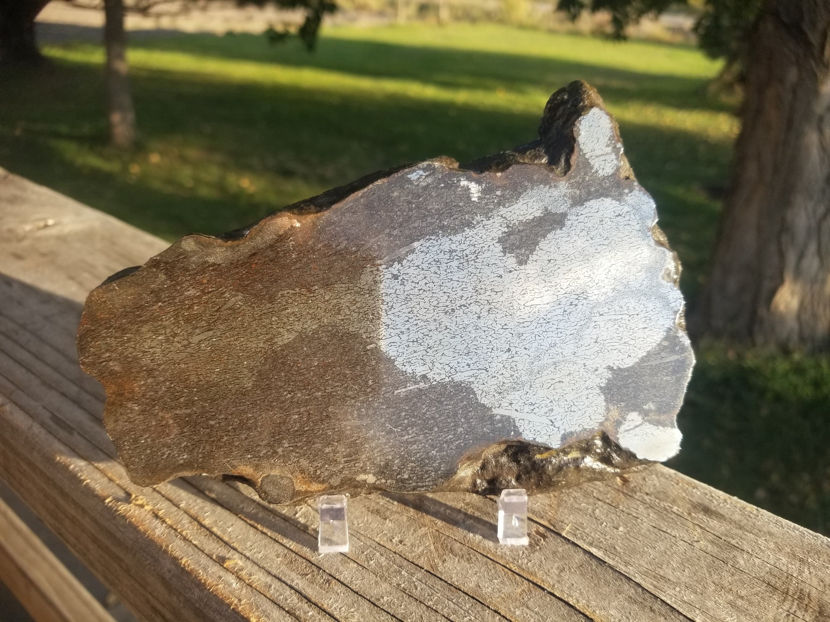 Rare Double Polished Pyrite Dinosaur Bone Gem Bone 419g - Volga River, Russia