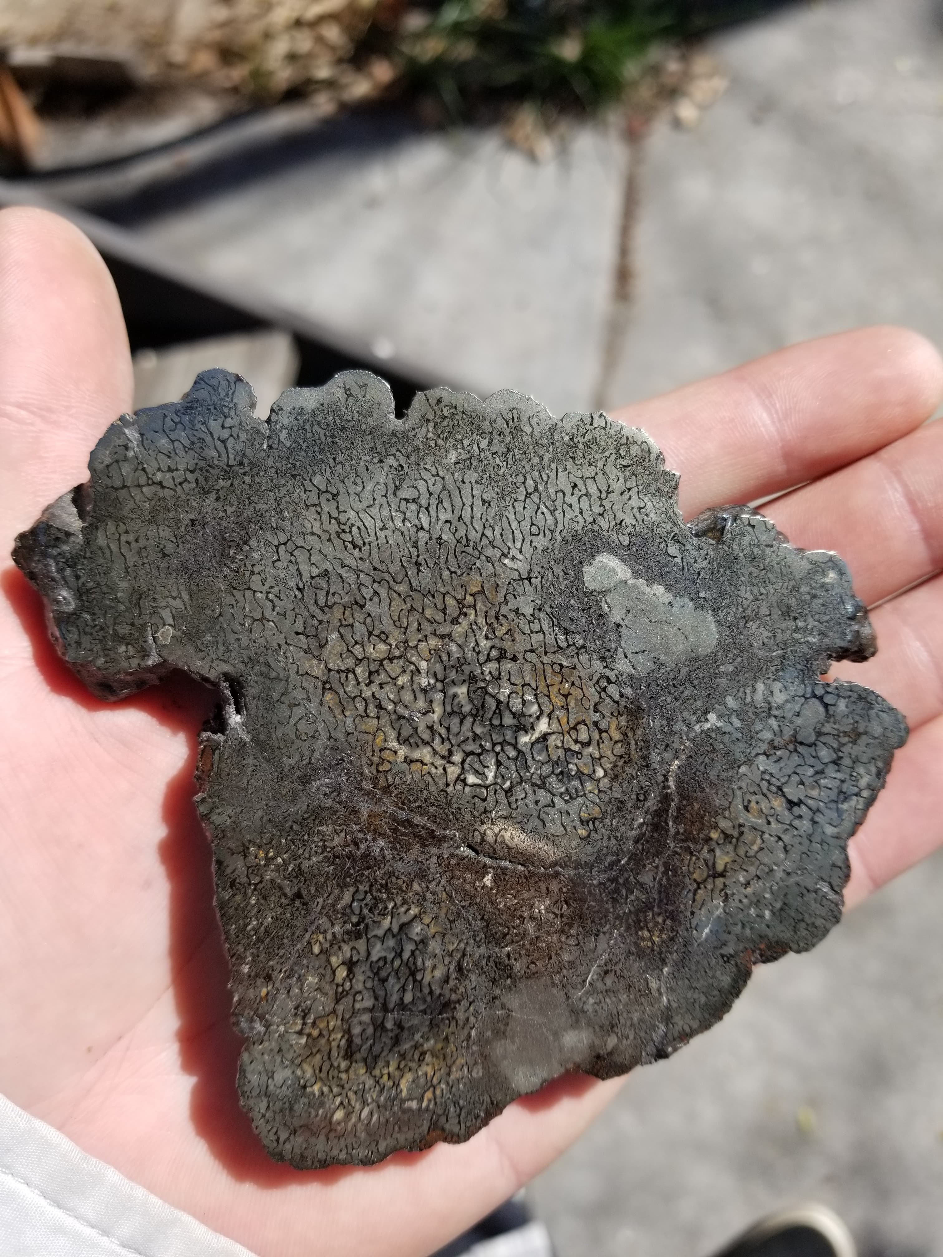 Incredible Rare Polished Pyrite Dinosaur Bone Gem Bone - Volga River, Russia