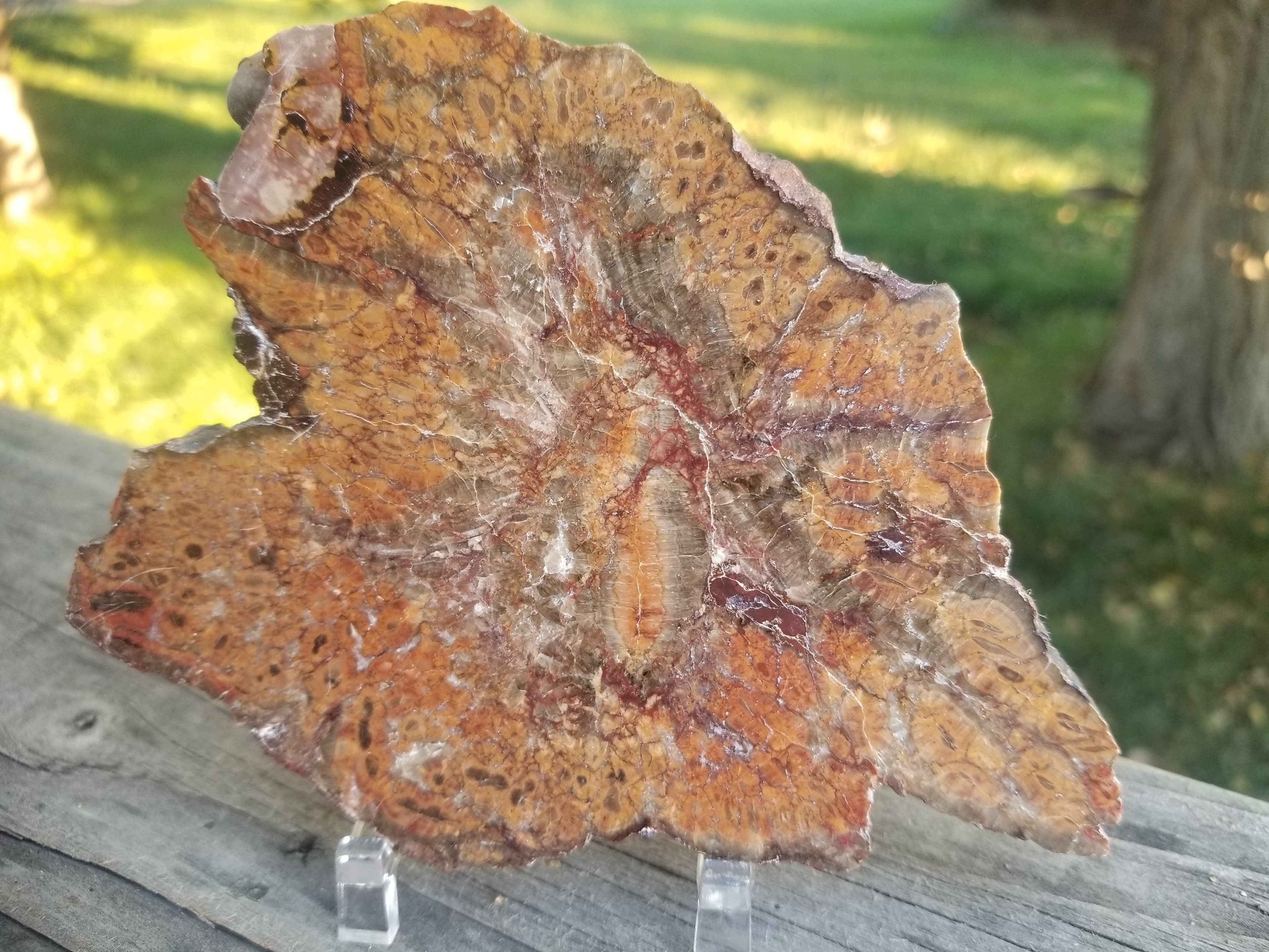 Interesting Polished Petrified Bog Wood Slab Specimen w/ Fungal Rot Utah 6"x4"