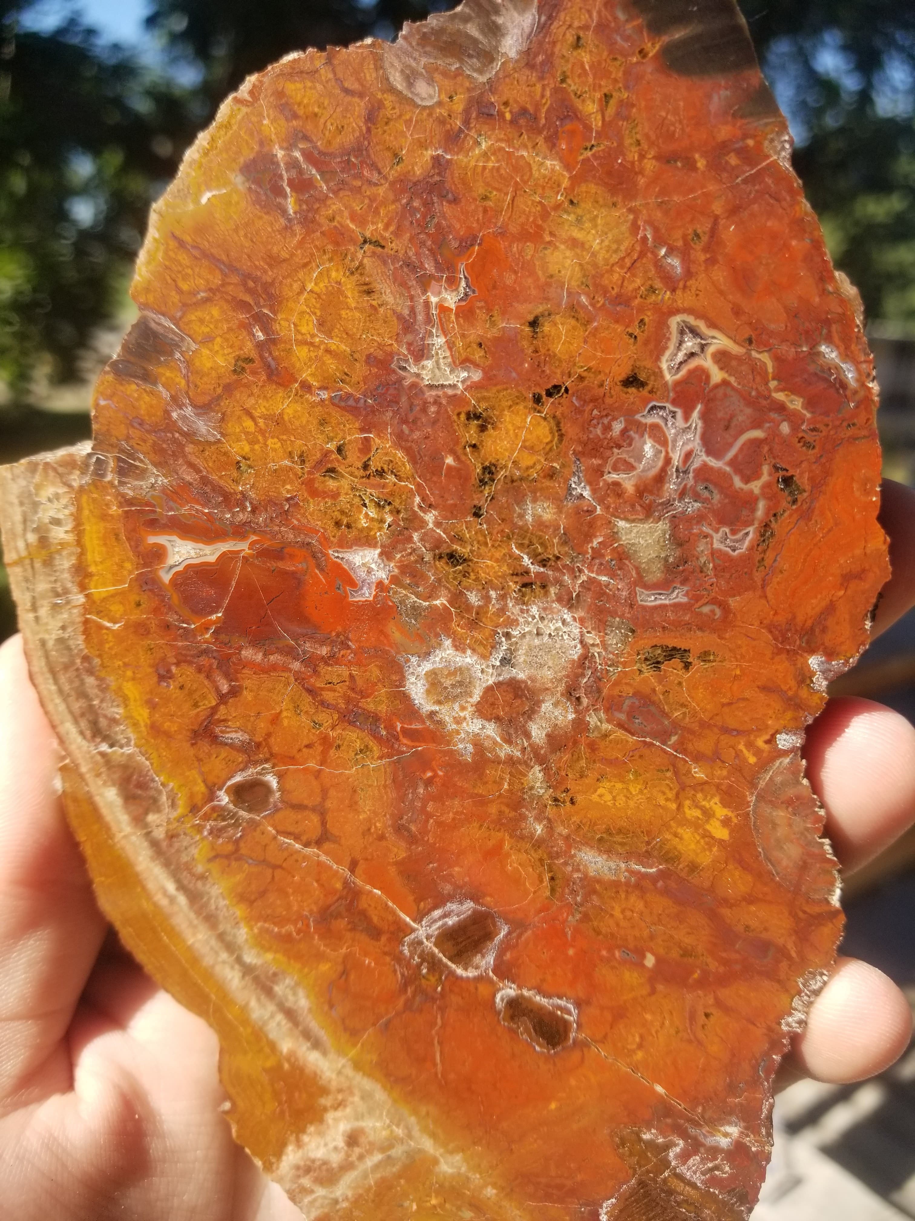 Interesting Polished Petrified Bog Wood Slab Specimen w/ Fungal Rot and Fortifications Utah 6.5"x4"