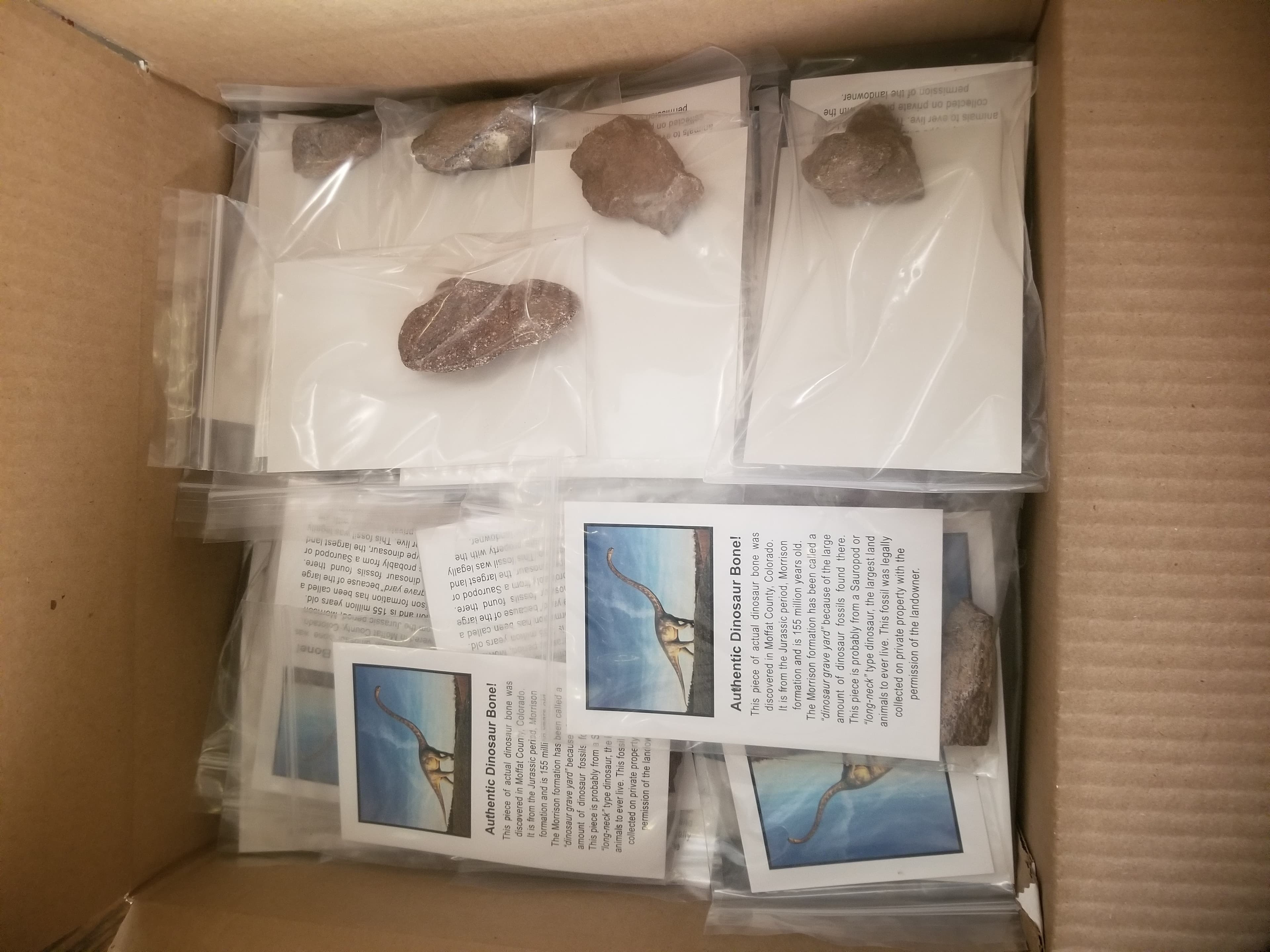 Wholesale -Box of 100* Large Authentic Jurassic Dinosaur Bone Fossil Specimen w/Educational Card (Bagged)