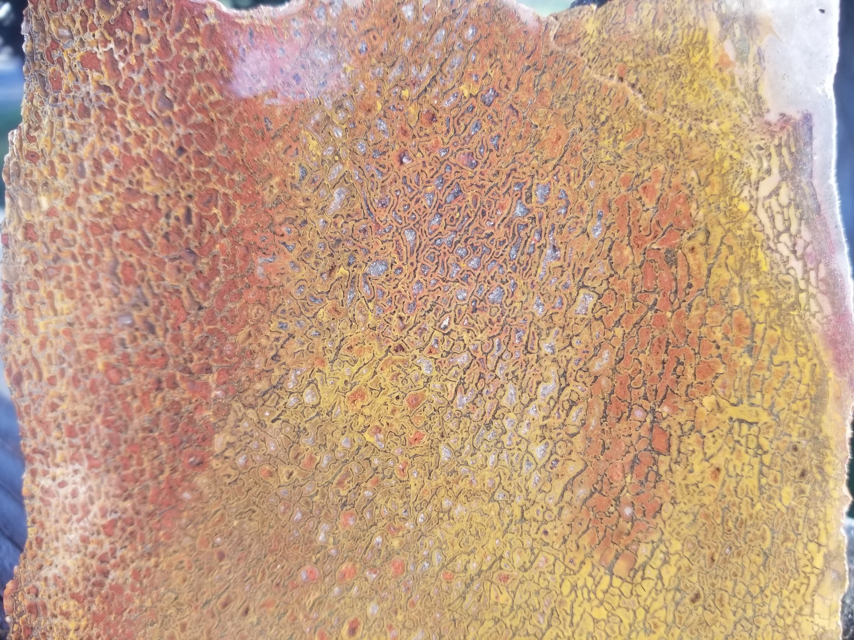 Multicolor Agatized Dinosaur Gem Bone Slab 182g Large Cell