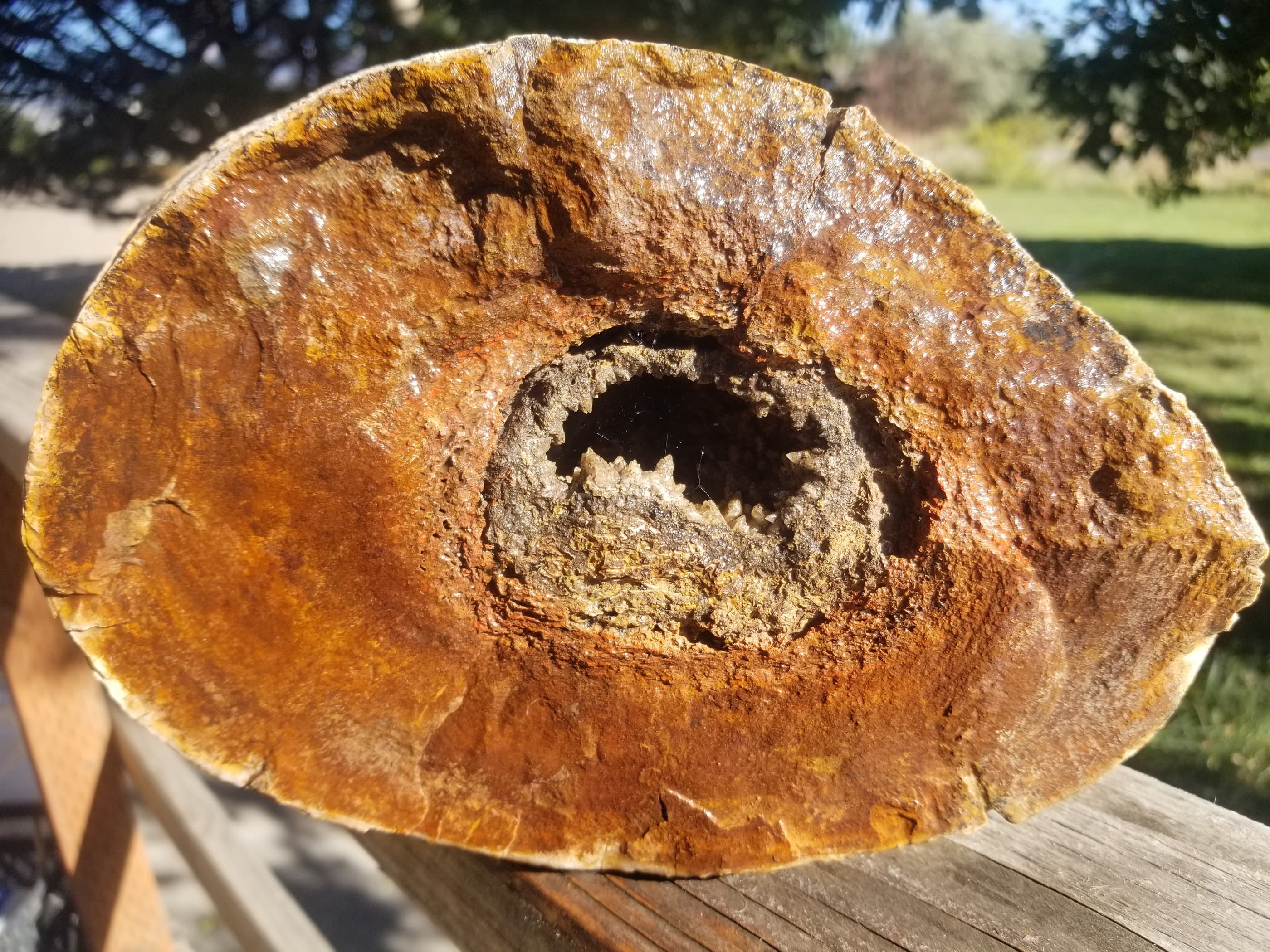 Great Agatized Dinosaur Gem Bone Multicolor Natural Specimen Rough/Unpolished 6Lb