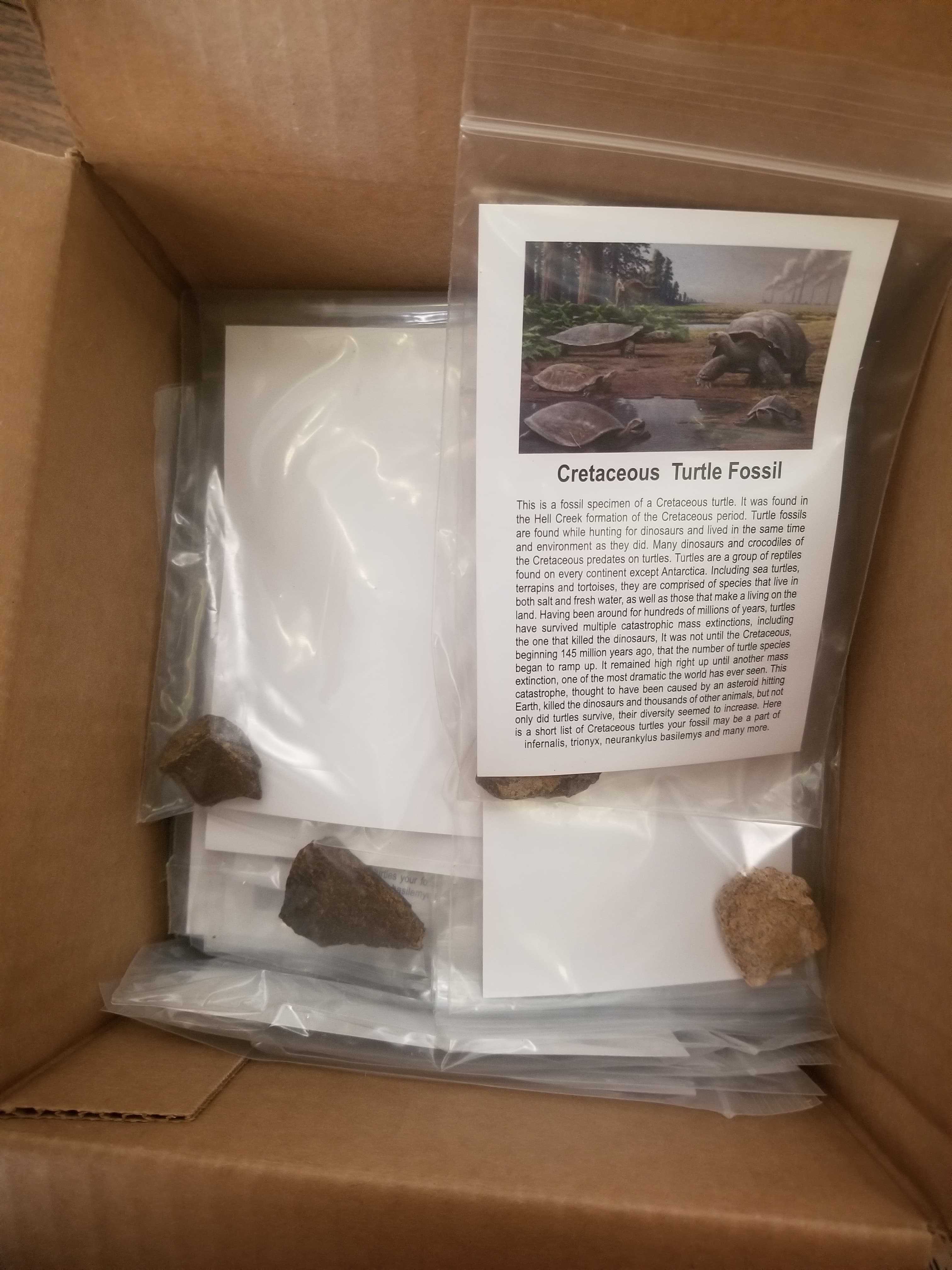 Wholesale -Box of 100* Regular Cretaceous Turtle Fossil Specimen w/Educational Card (Bagged)