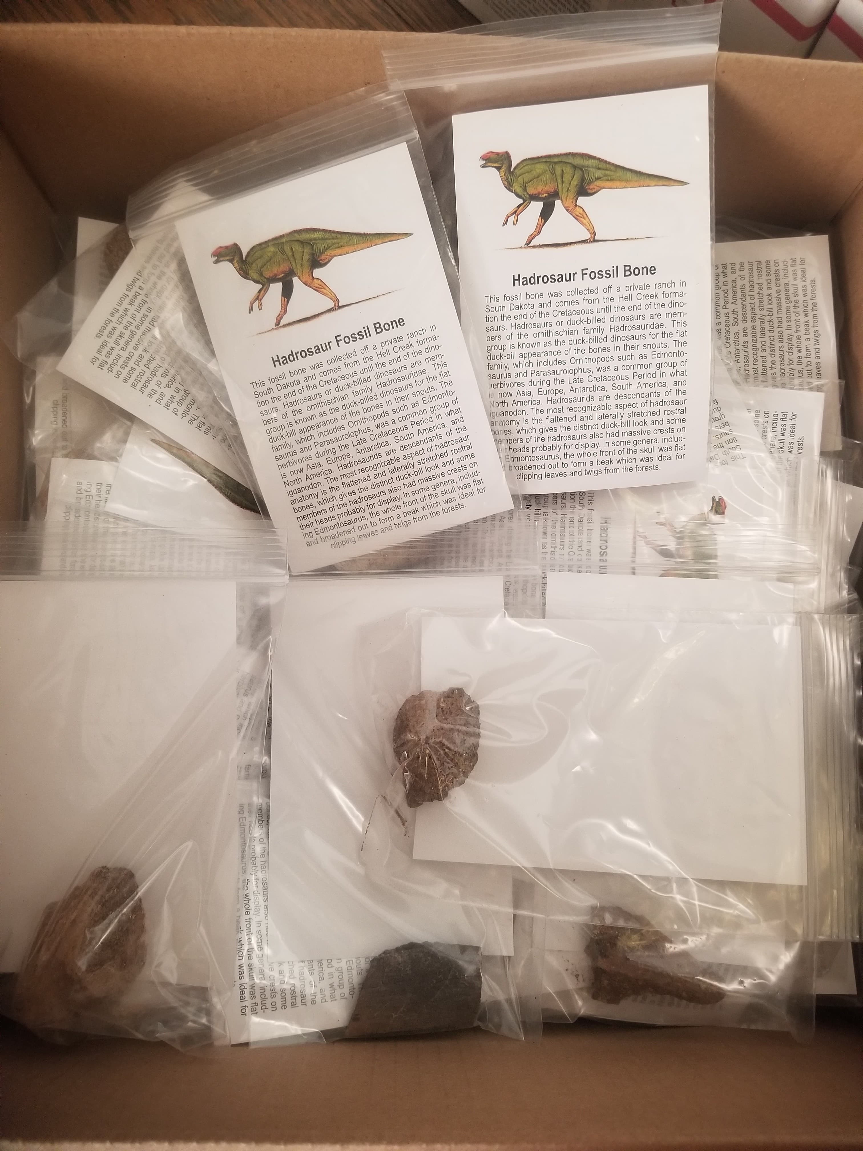 Wholesale -Box of 100* Large Hadrosaur Fossil Specimen w/Educational card (Bagged)