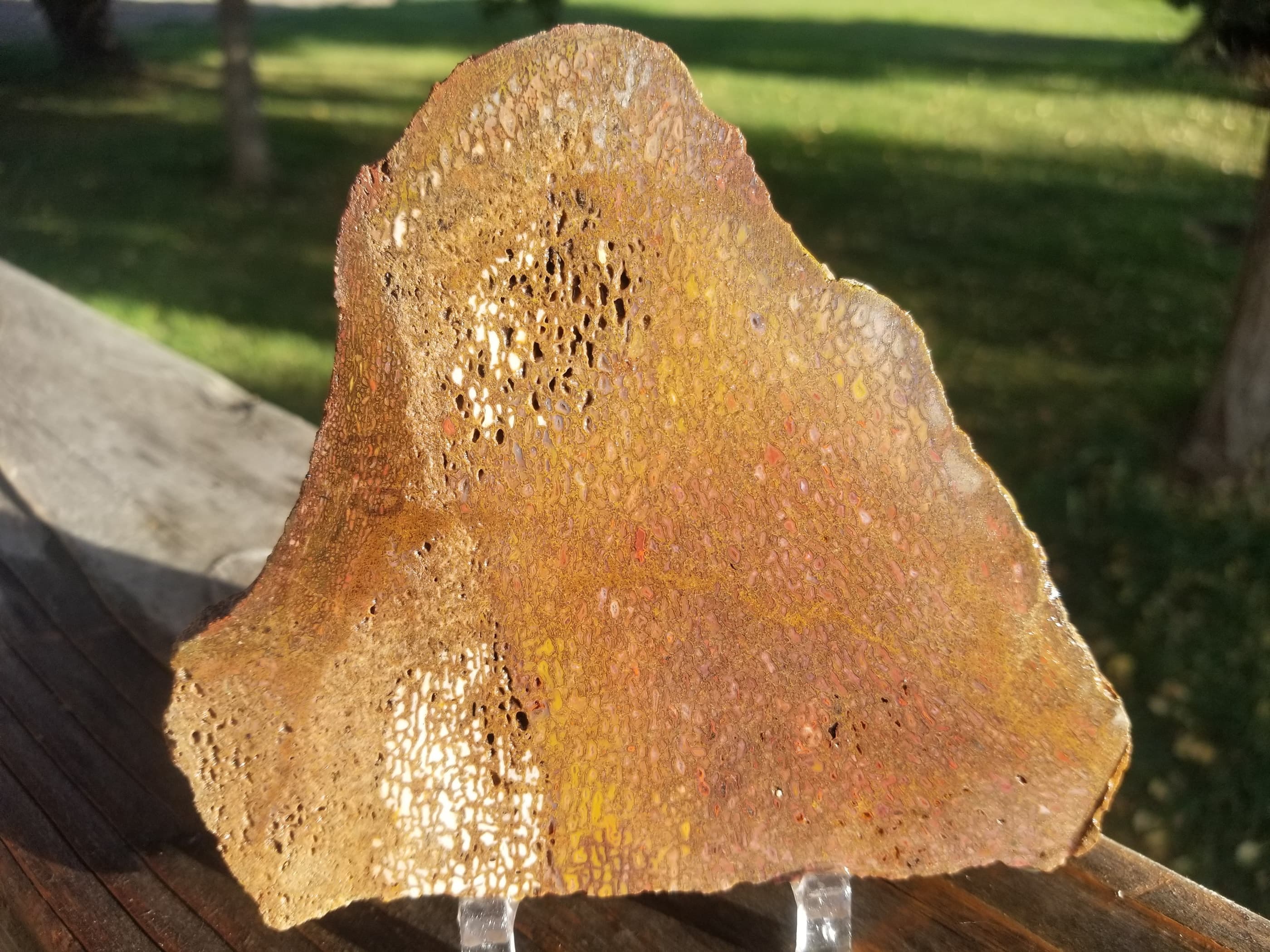Large Rainbow Agatized Dinosaur Gem Bone Slab 183g