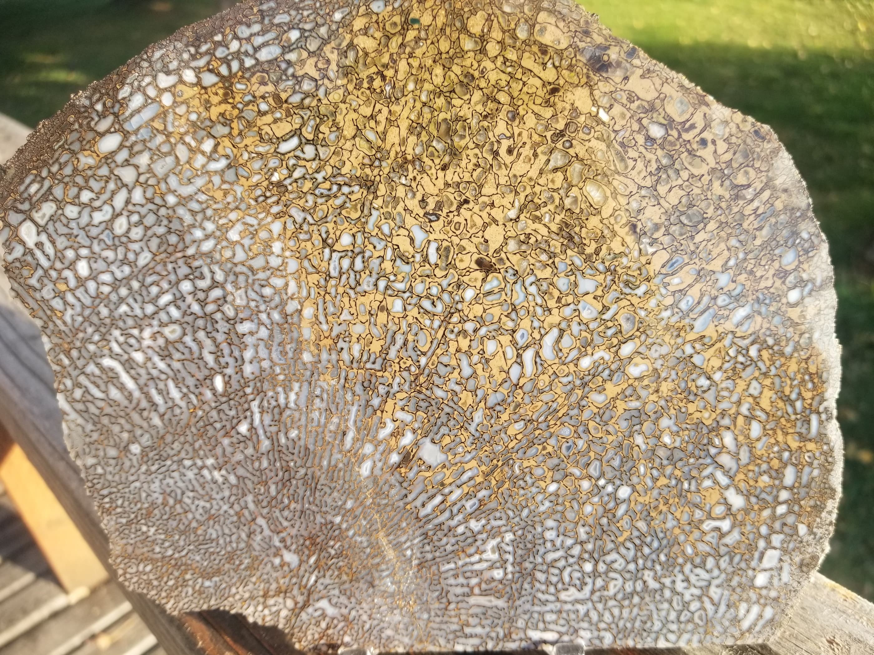 Large Blue Multicolor Agatized Dinosaur Gem Bone Slab 330g