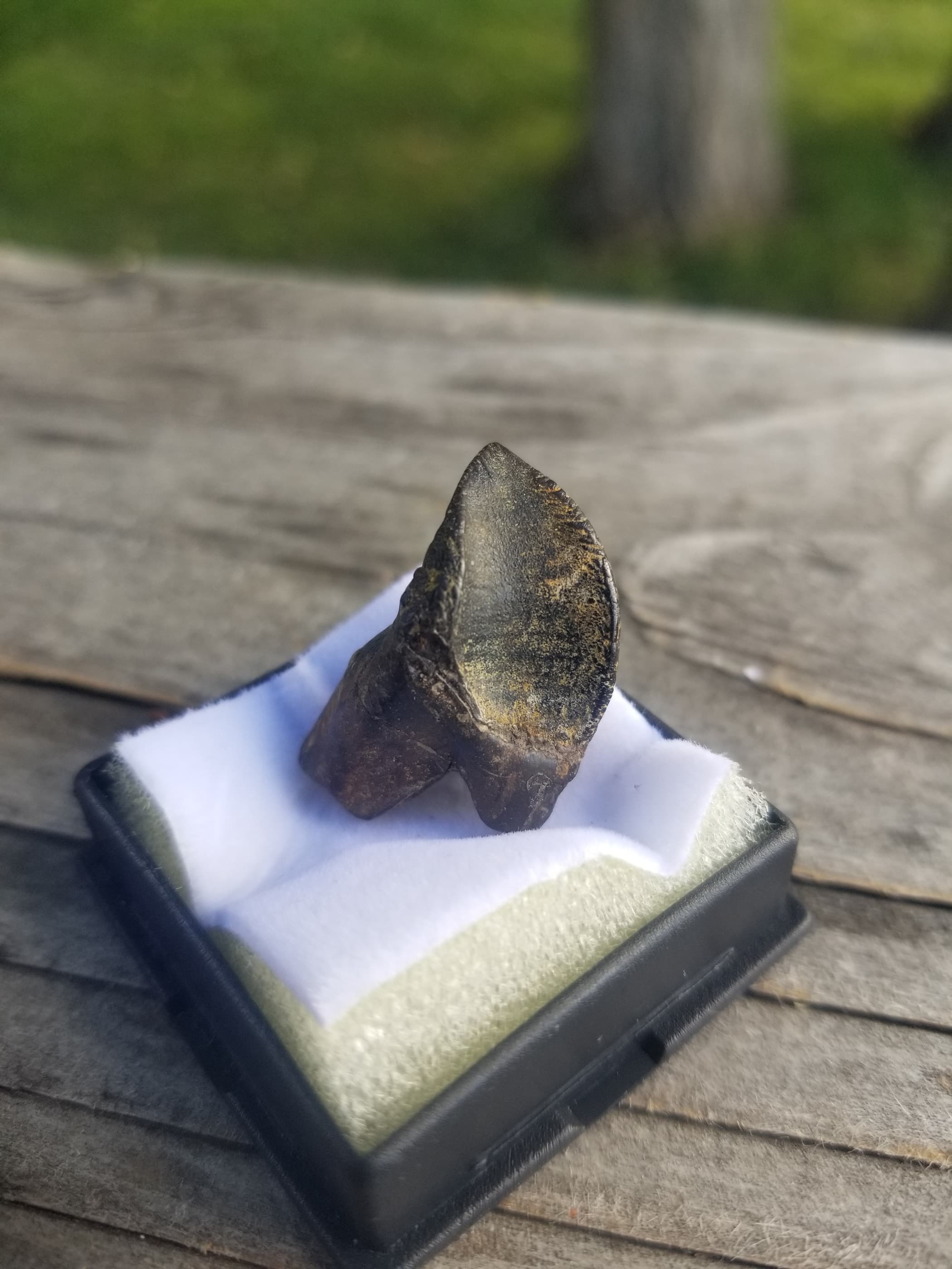 Large Partially Rooted Triceratops Tooth Fossil Specimen Hell Creek, MT