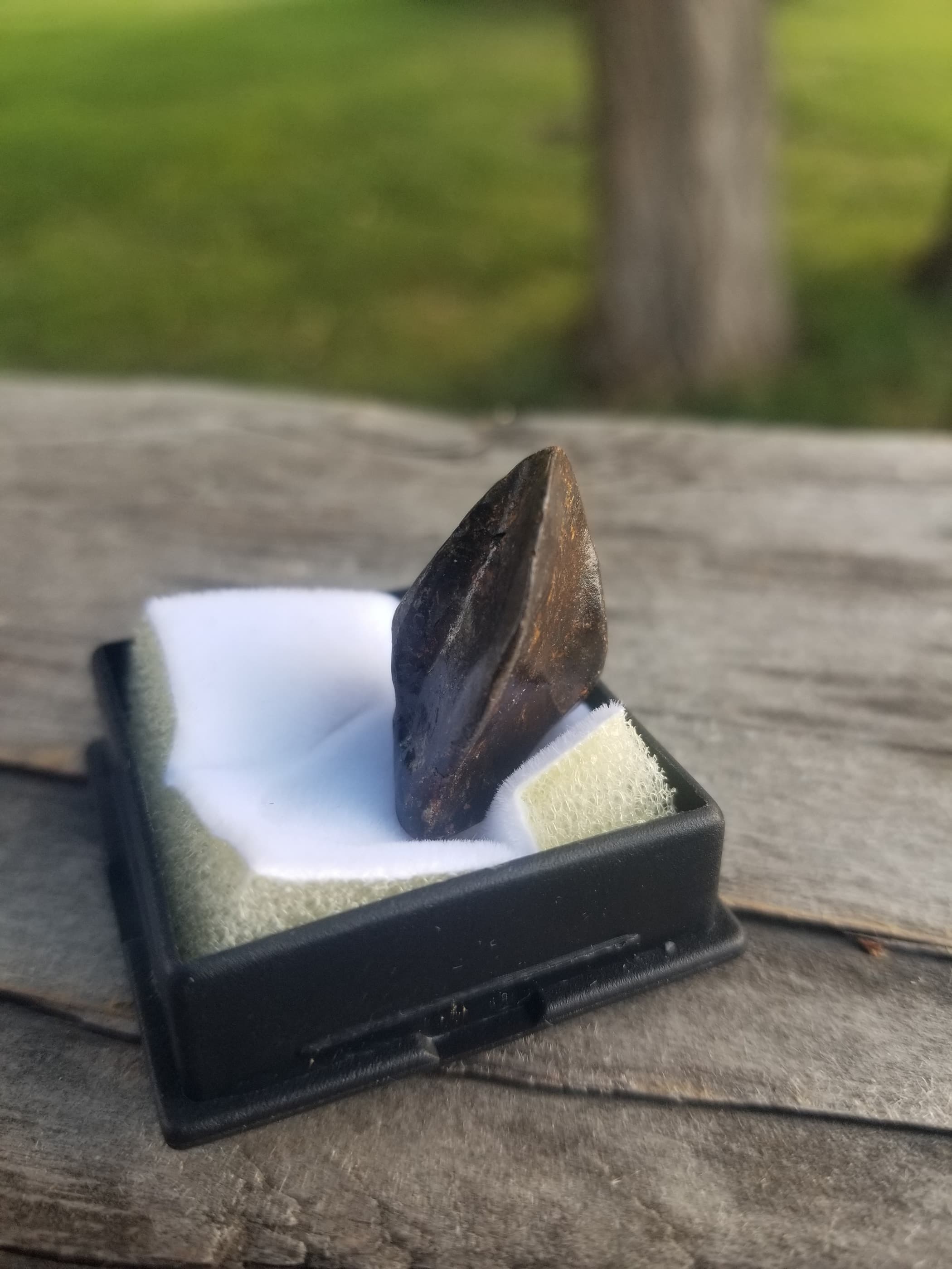 Large Partially Rooted Triceratops Tooth Fossil Specimen Hell Creek, MT
