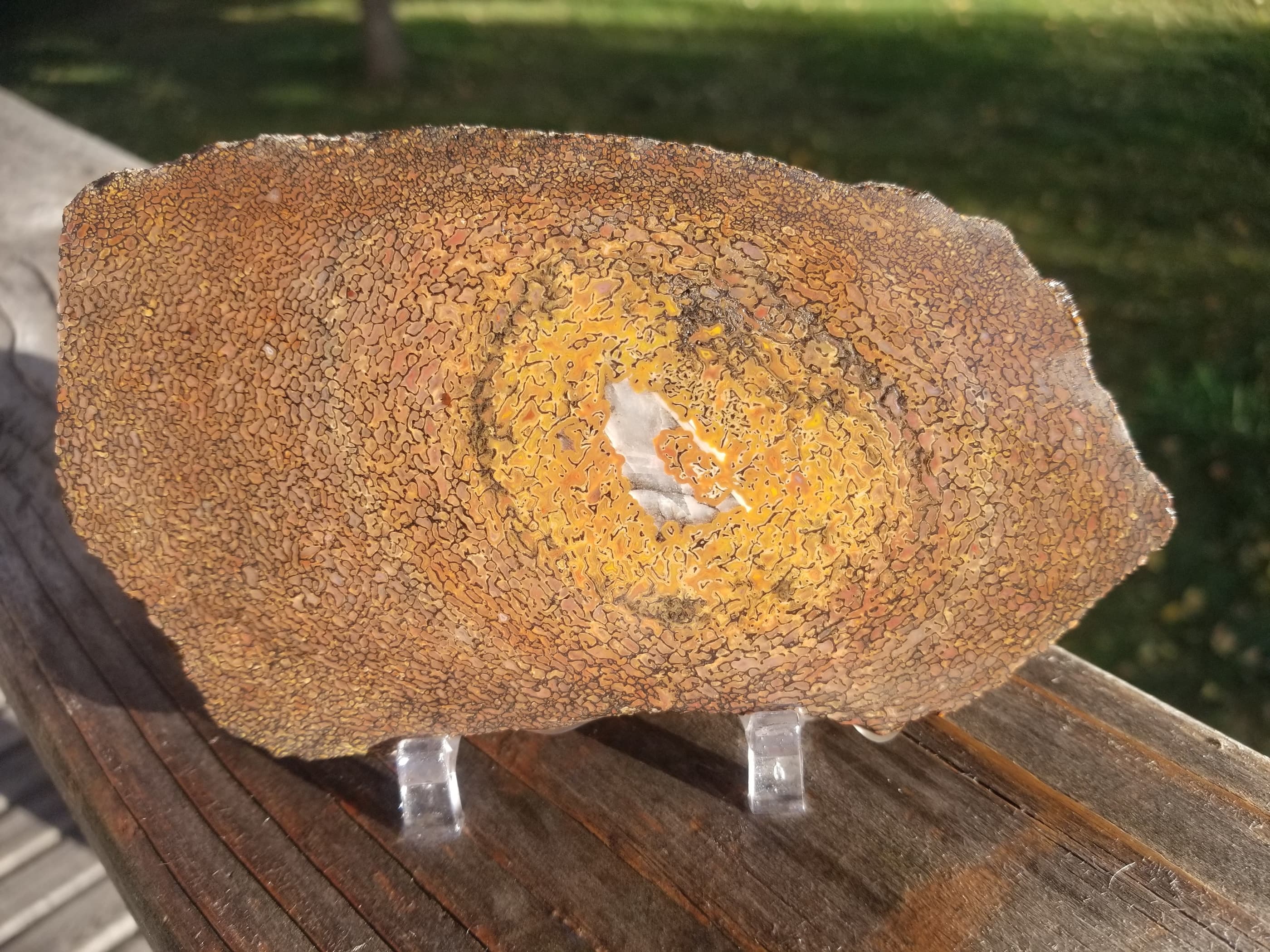 Rainbow Agatized Dinosaur Gem Bone Slab 153g Calcite Center