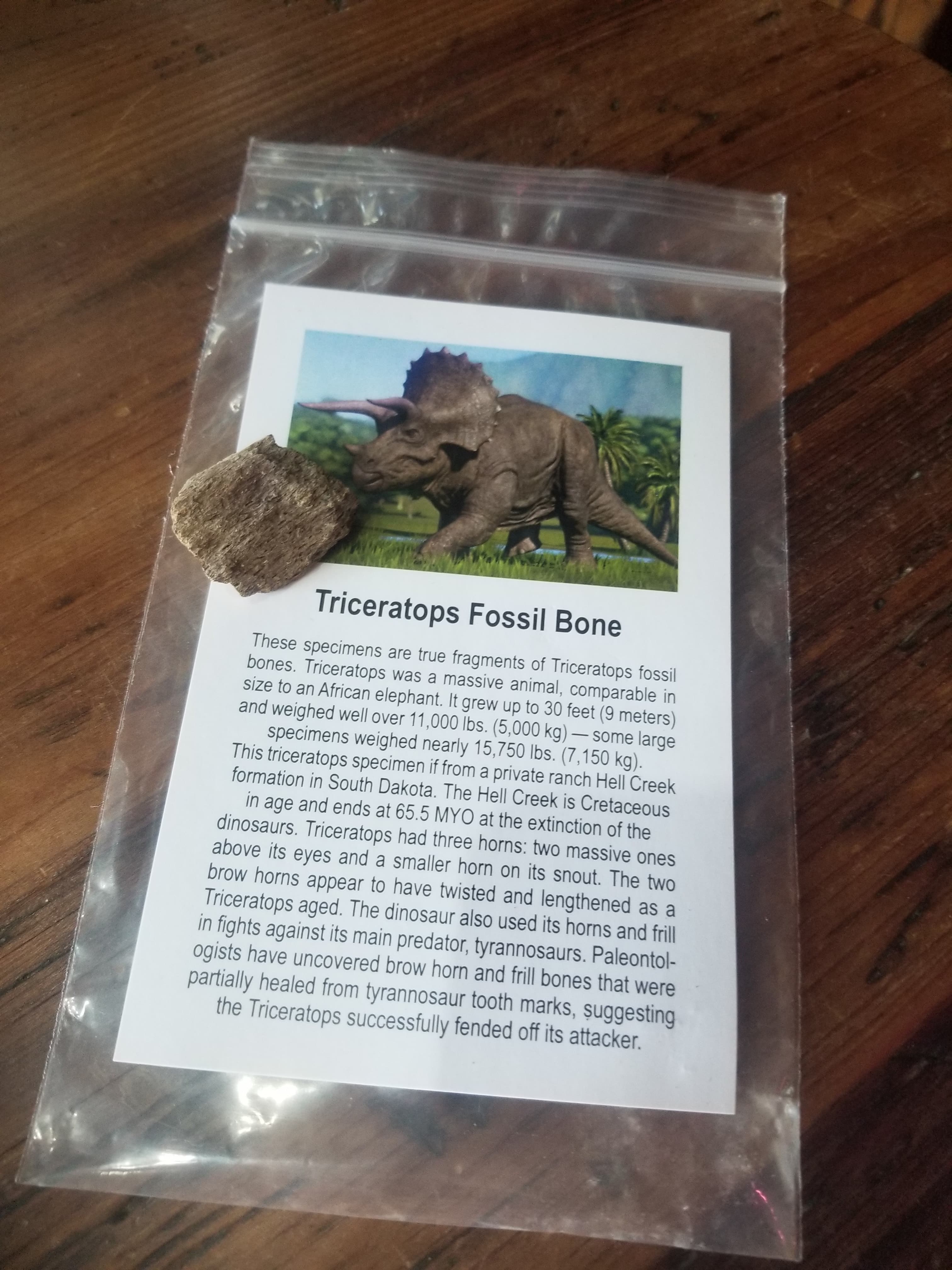 Regular Triceratops Bone Fossil Specimen w/Educational card (Bagged)