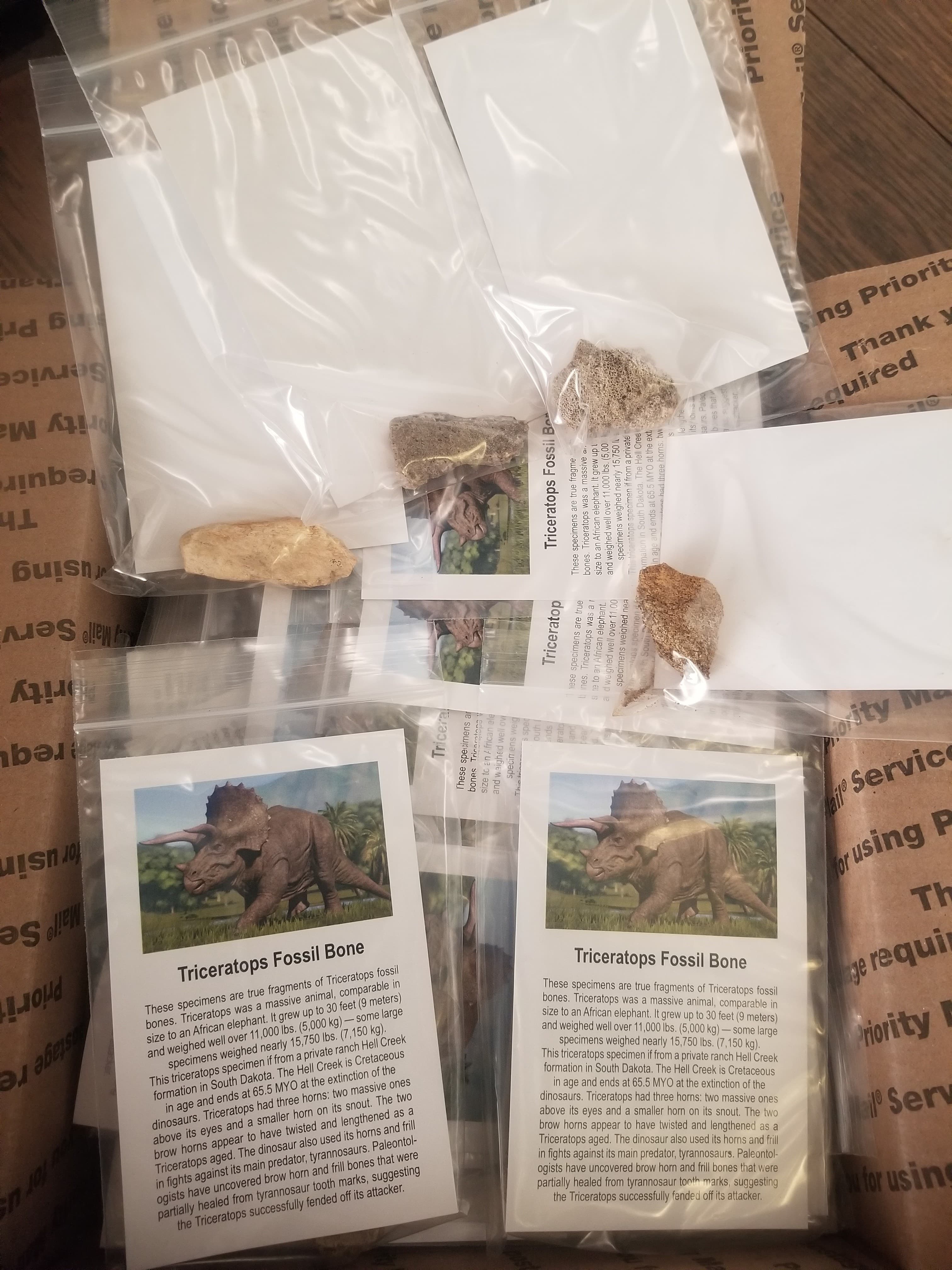Wholesale -Box of 100* Large Triceratops Bone Fossil Specimen w/Educational card (Bagged)
