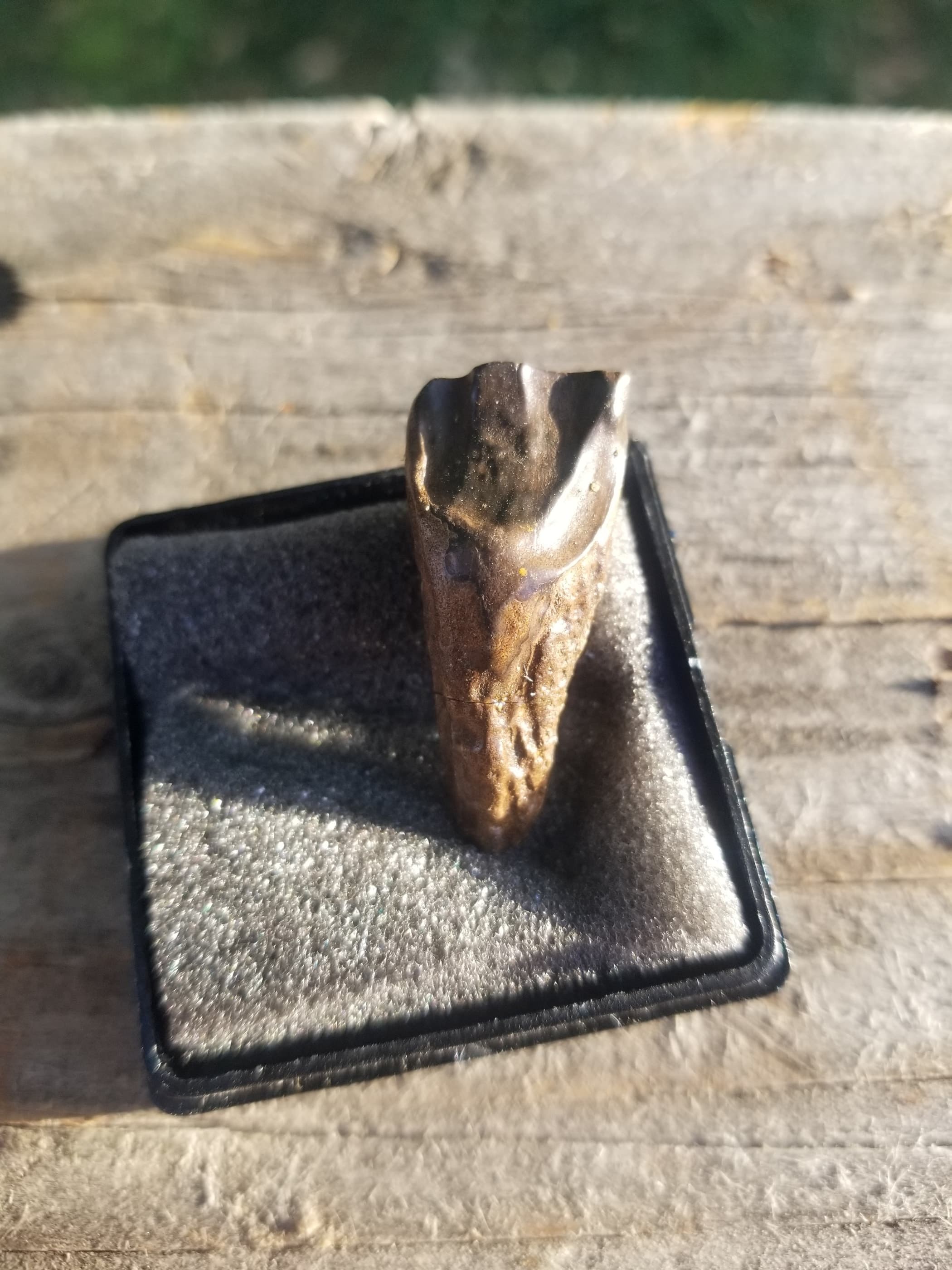 Nice Triceratops Tooth Fossil Specimen Hell Creek, MT