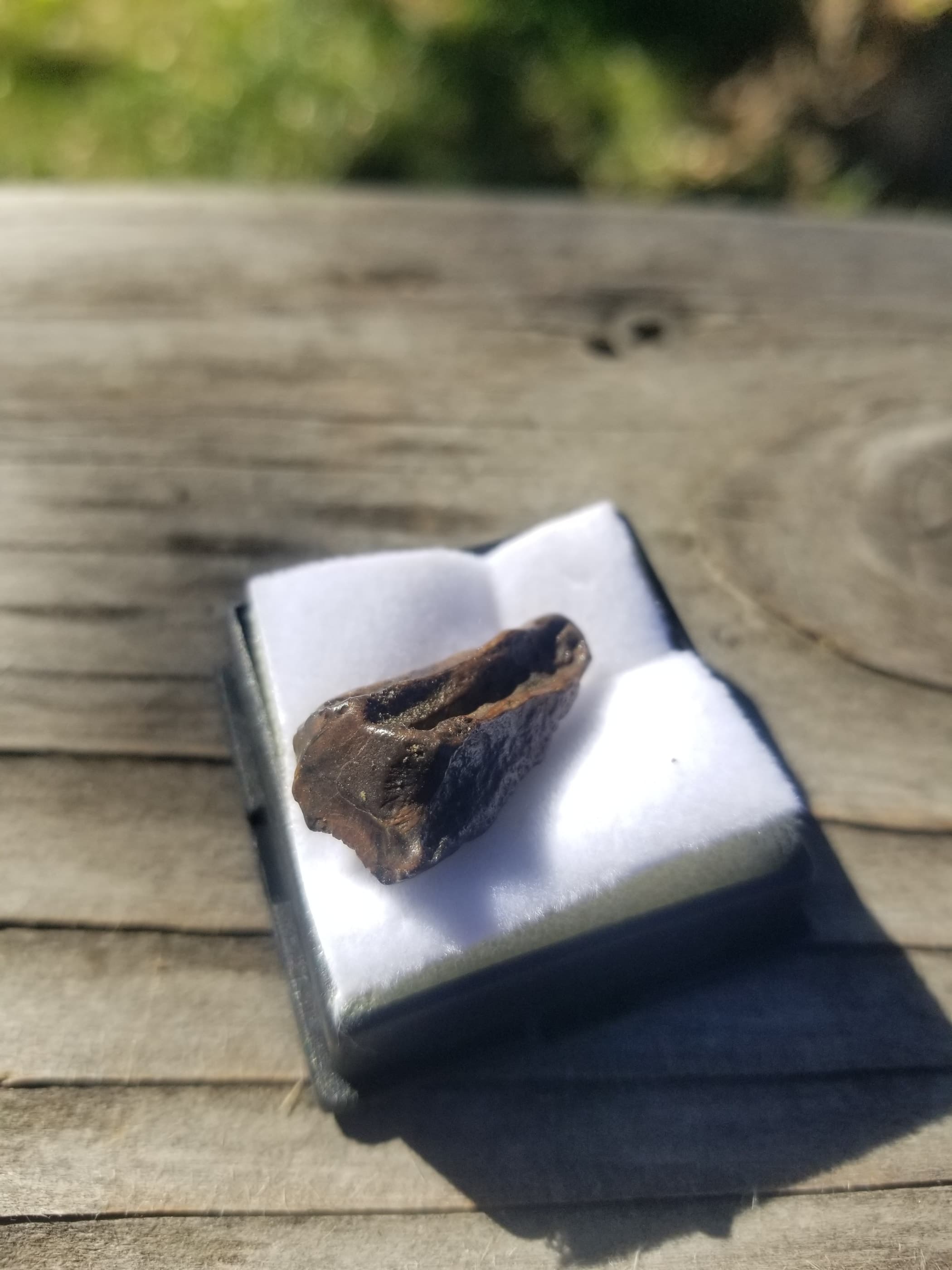 Nice Triceratops Tooth Fossil Specimen Hell Creek, MT
