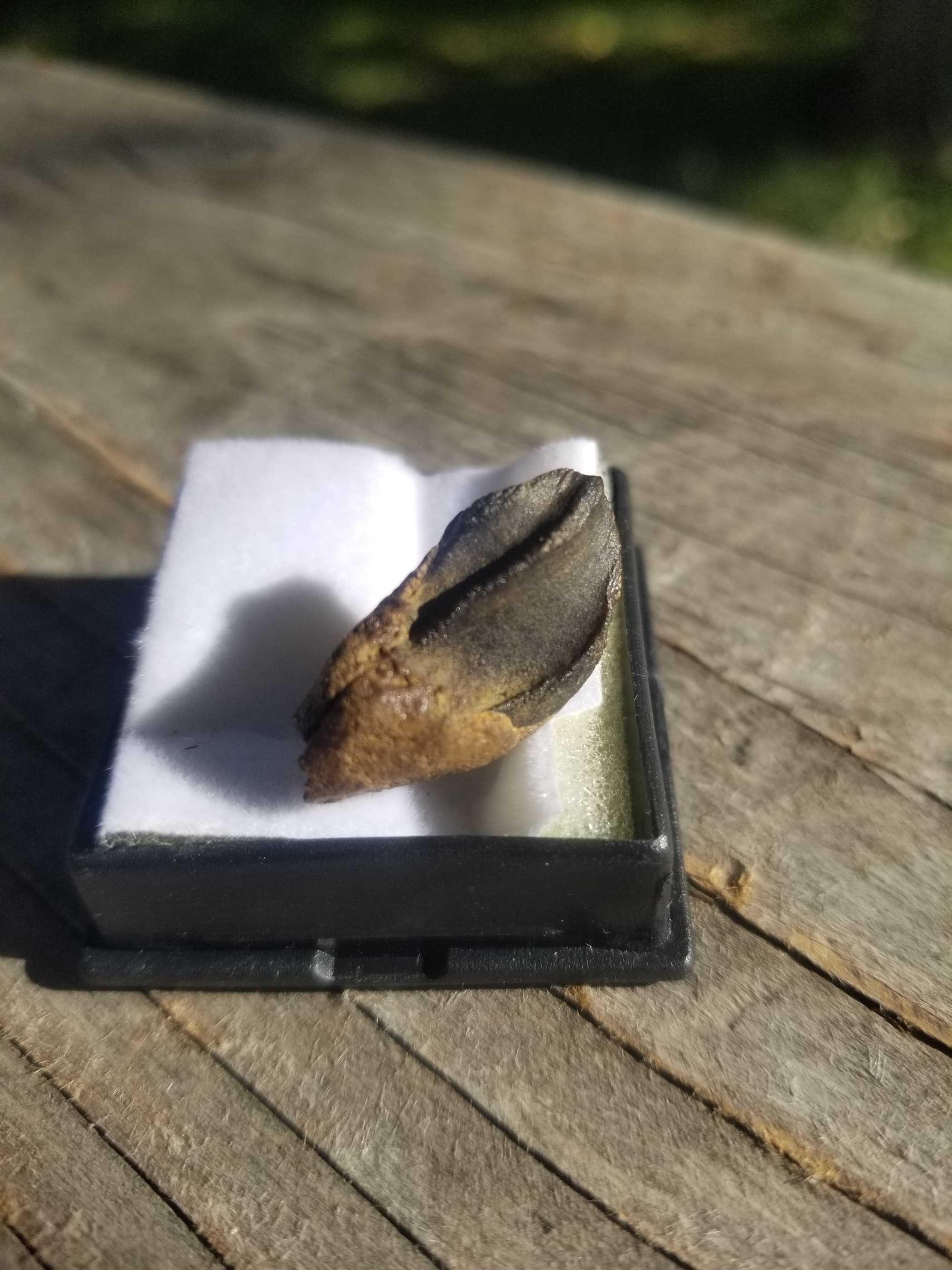 Large Partially Rooted Triceratops Tooth Fossil Specimen Hell Creek, MT