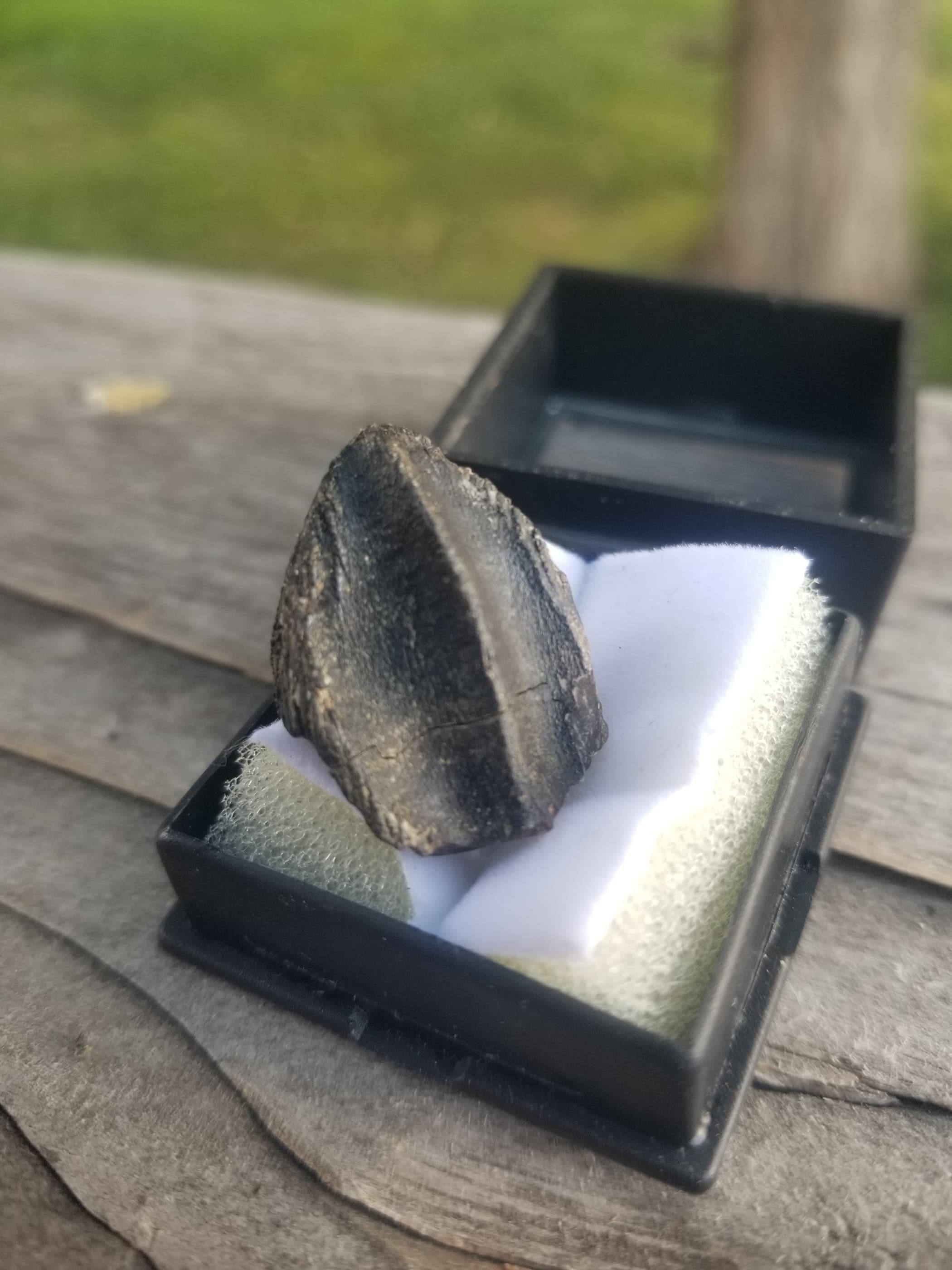Large Triceratops Tooth Fossil Specimen Hell Creek, MT