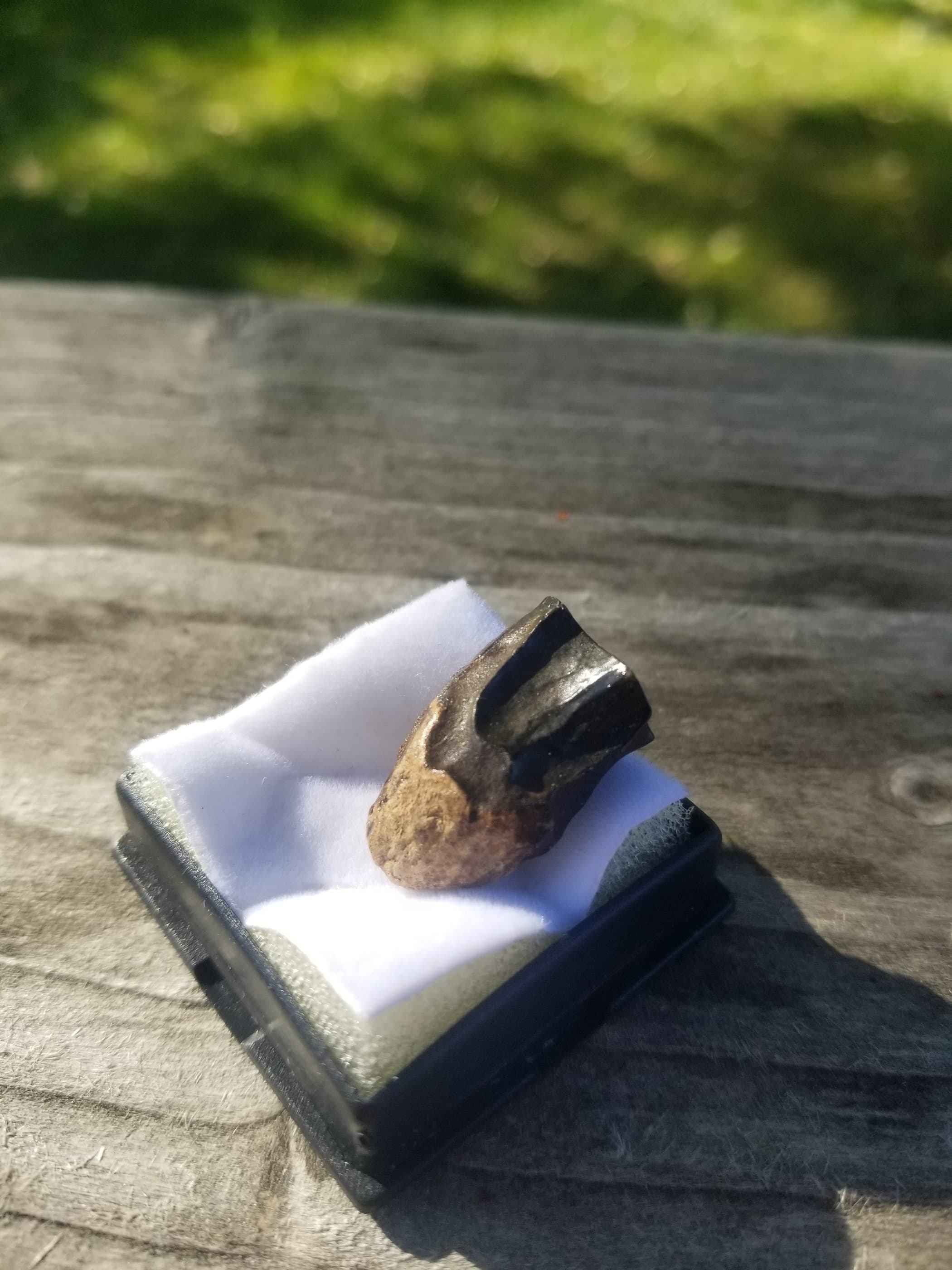 Nice Triceratops Tooth Fossil Specimen Hell Creek, MT