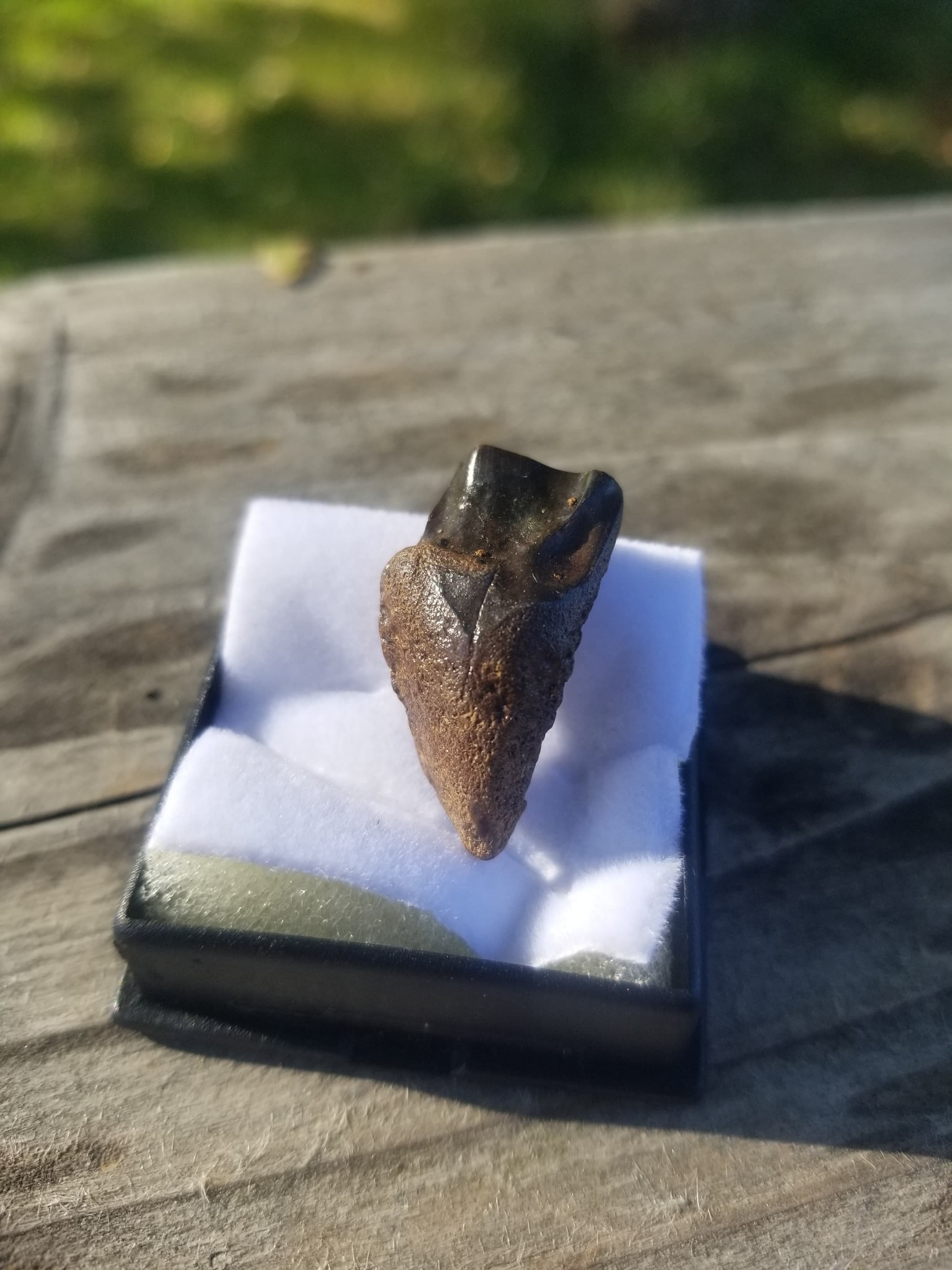 Large Triceratops Tooth Fossil Specimen Hell Creek, MT