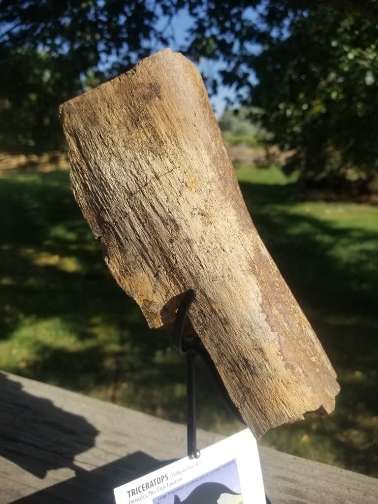 Nice Triceratops Femur Section Fossil Specimen Defined Cretaceous Hell Creek MT
