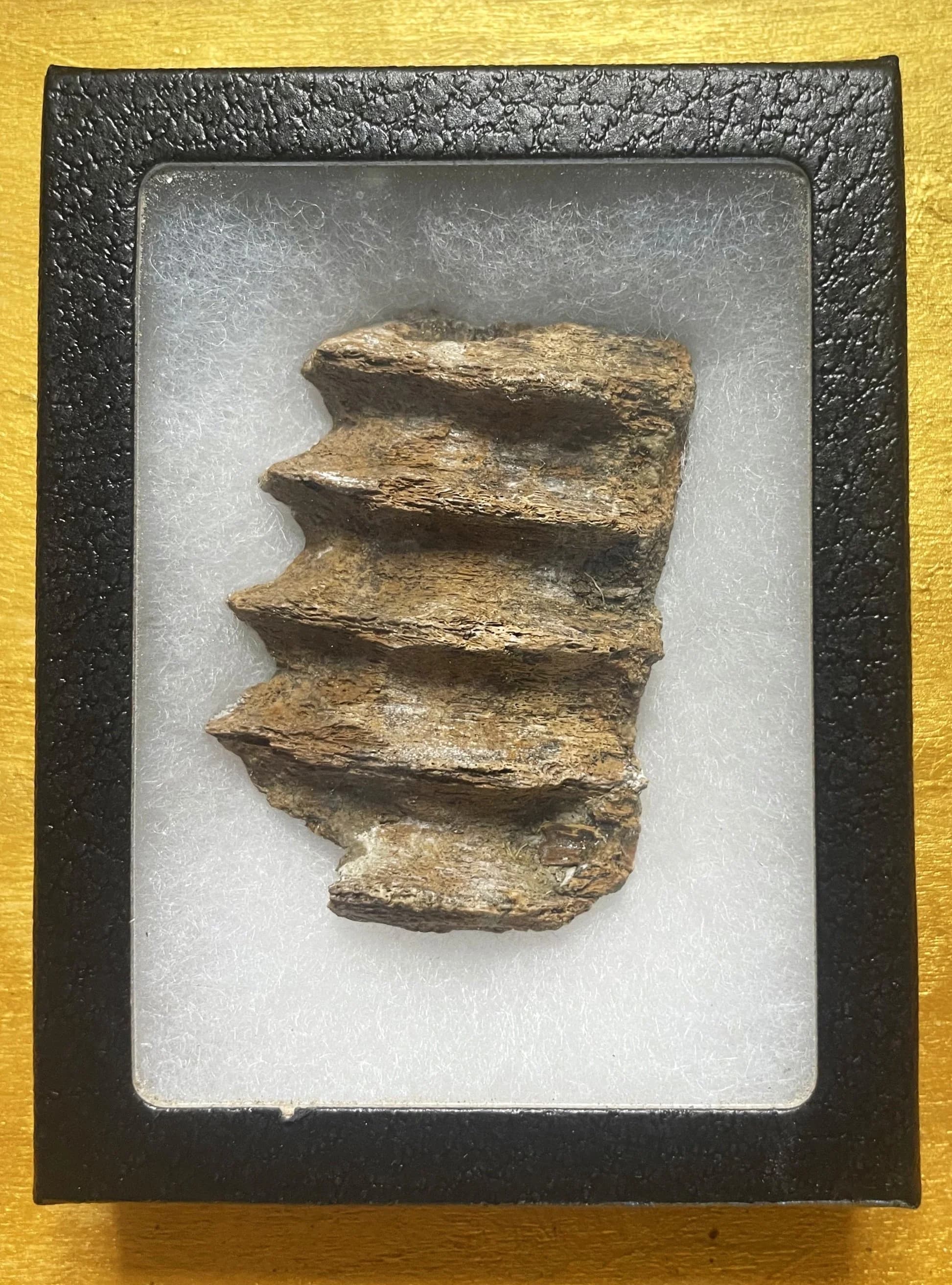 Nice Natural Triceratops Jaw Bone Fossil Specimen No Restoration Hell Creek, MT