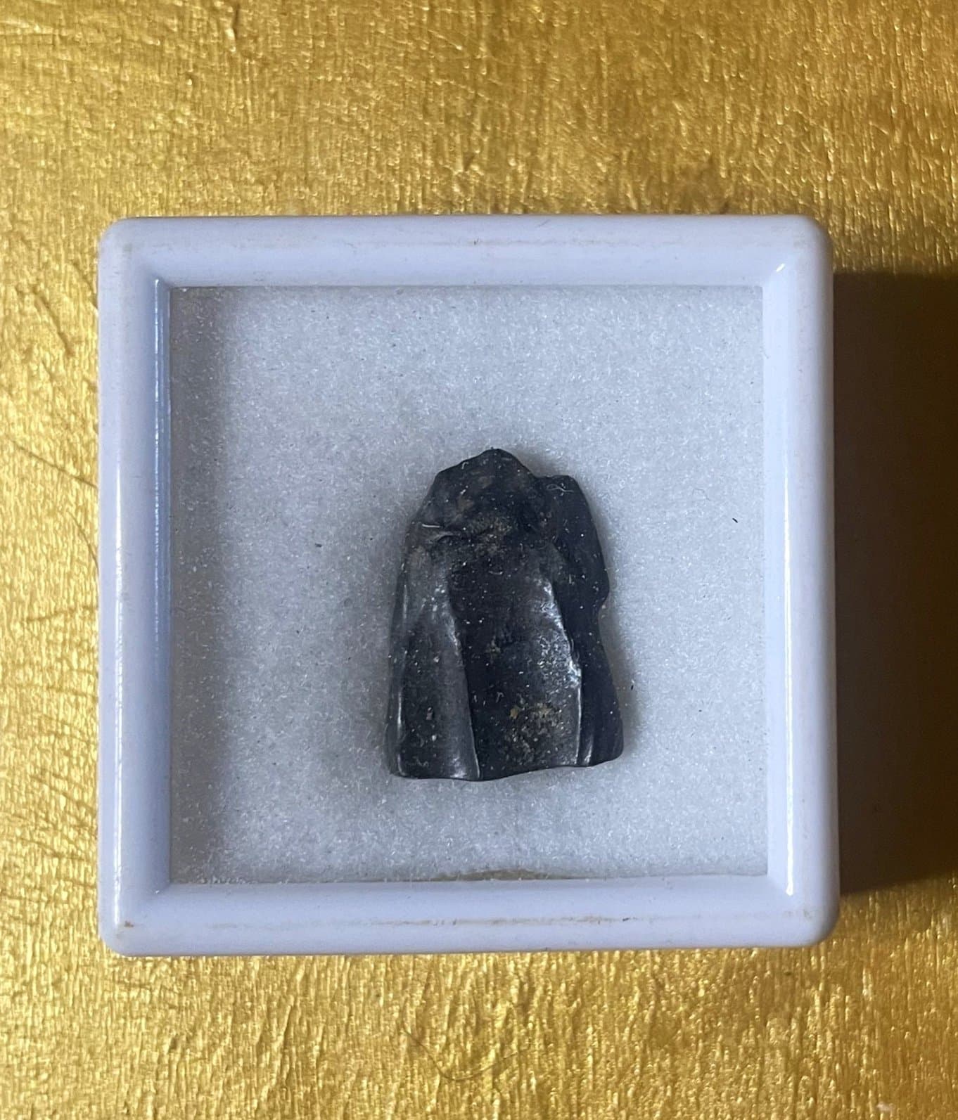 Nice Triceratops Tooth Fossil Specimen Hell Creek, MT