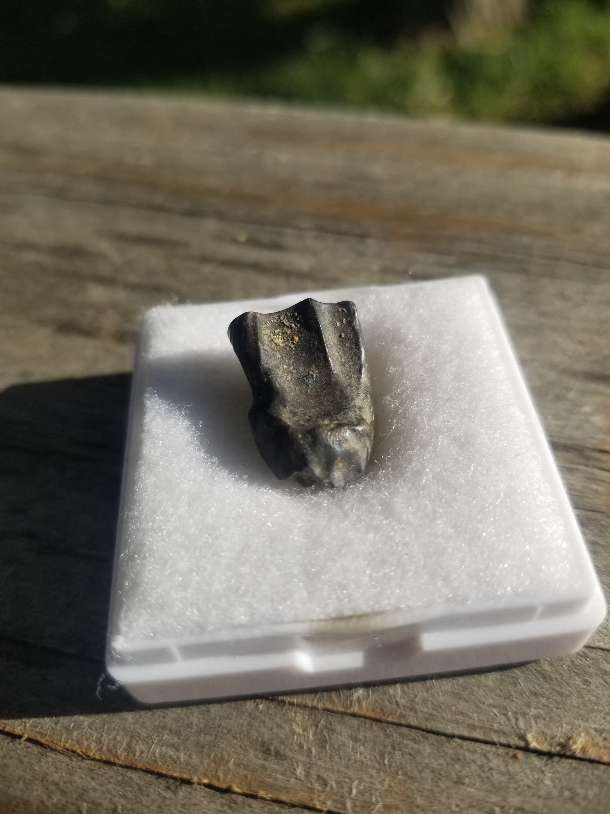 Nice Triceratops Tooth Fossil Specimen Hell Creek, MT