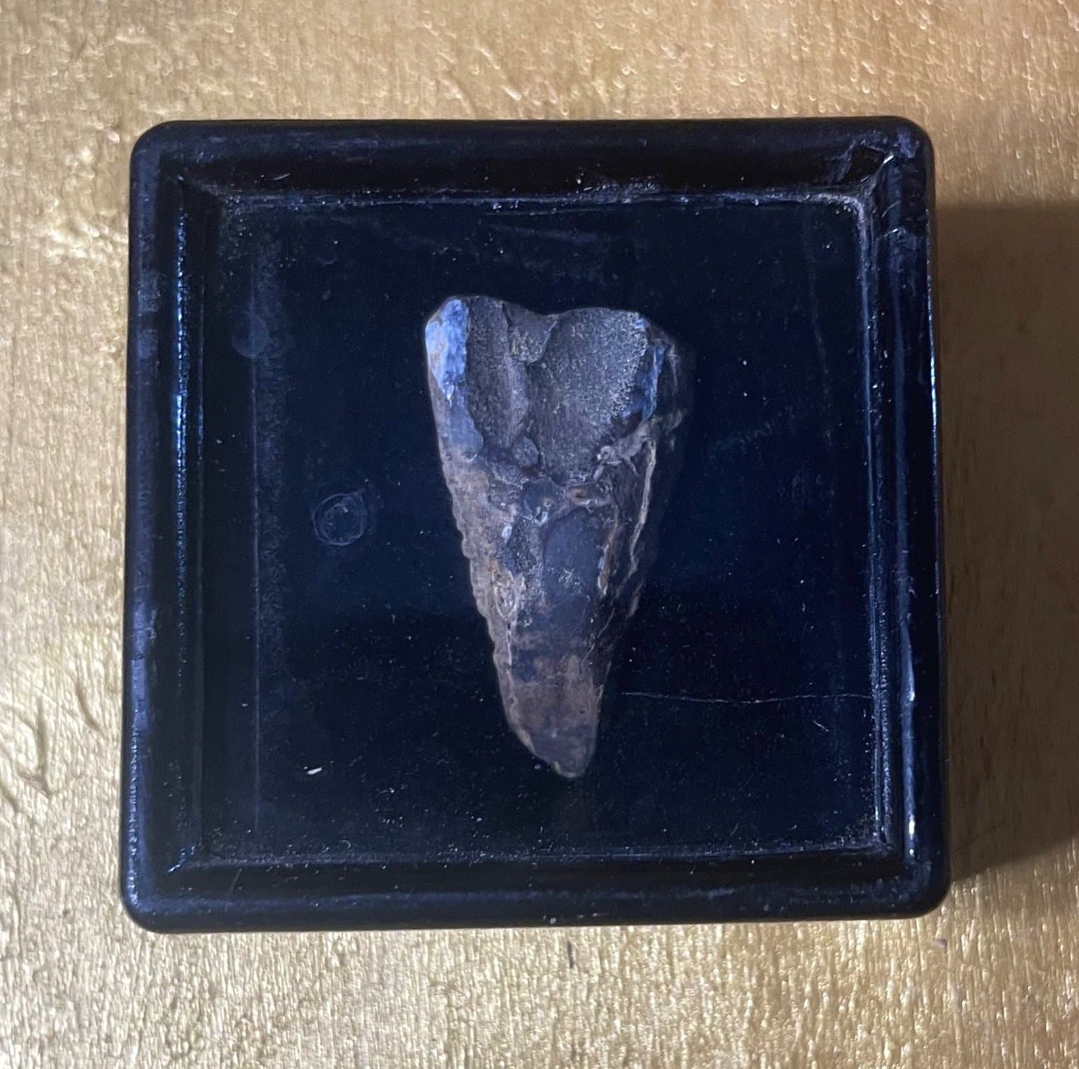 Nice Triceratops Tooth Fossil Specimen Hell Creek, MT
