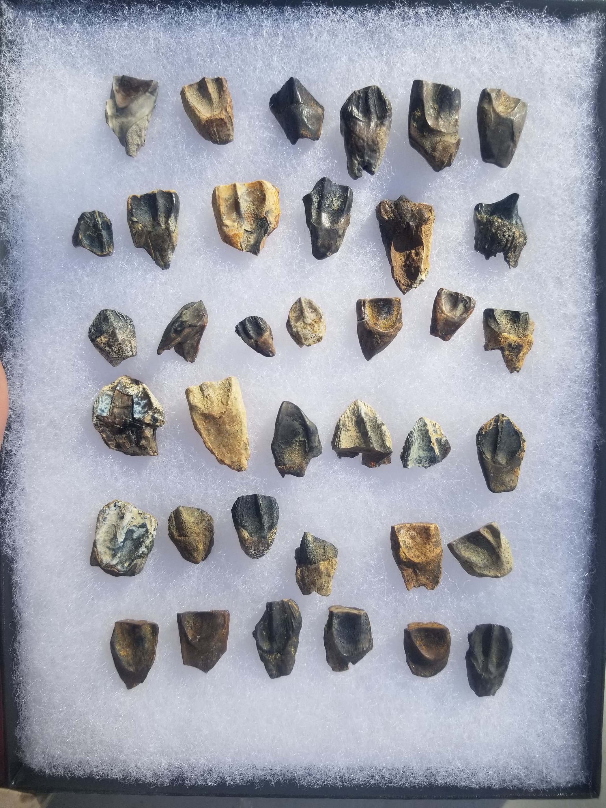 Awesome 37 Piece Triceratops Tooth/Teeth Fossil Specimen Display Hell Creek, MT