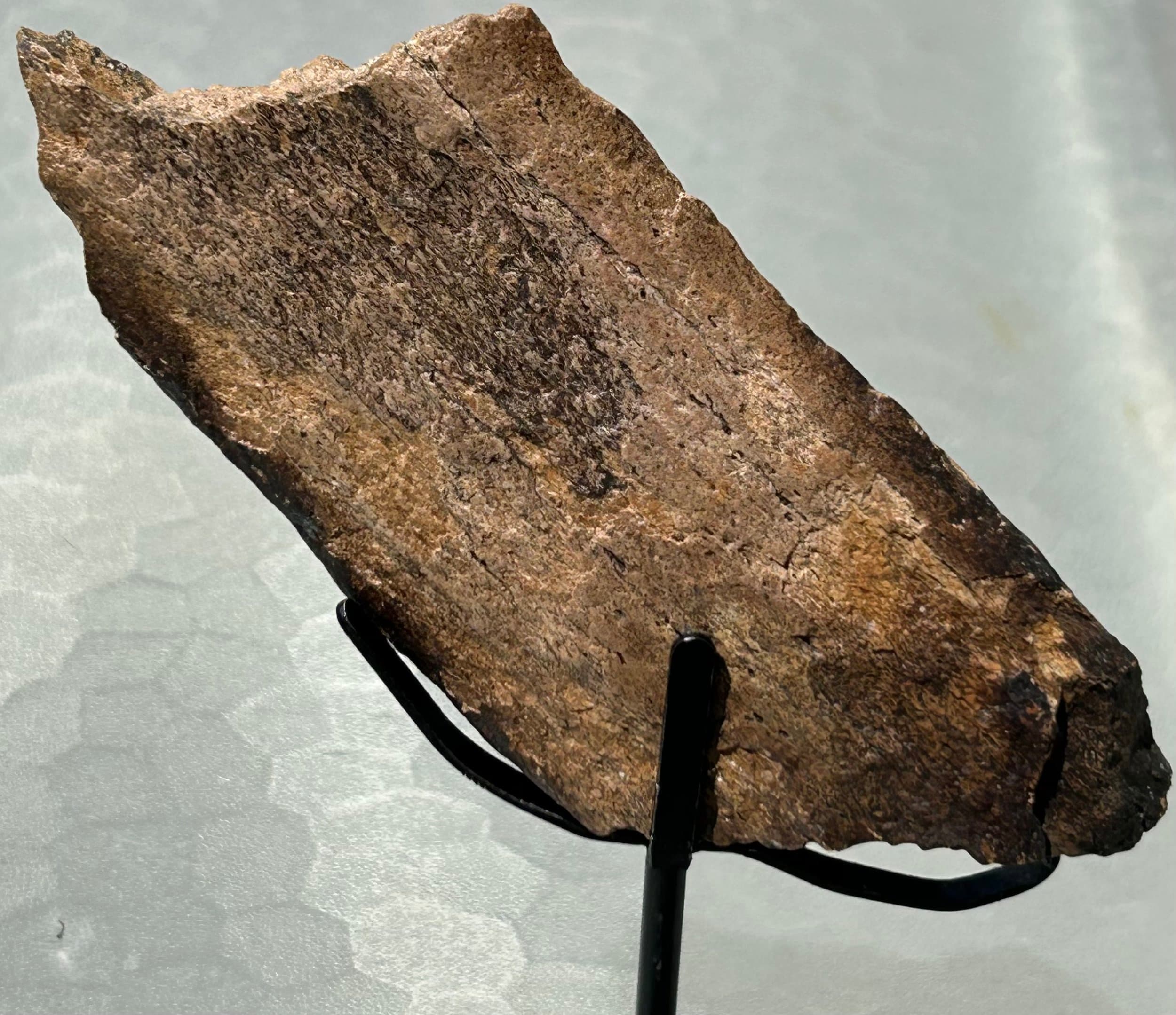 Triceratops Limb Piece - Stand Included
