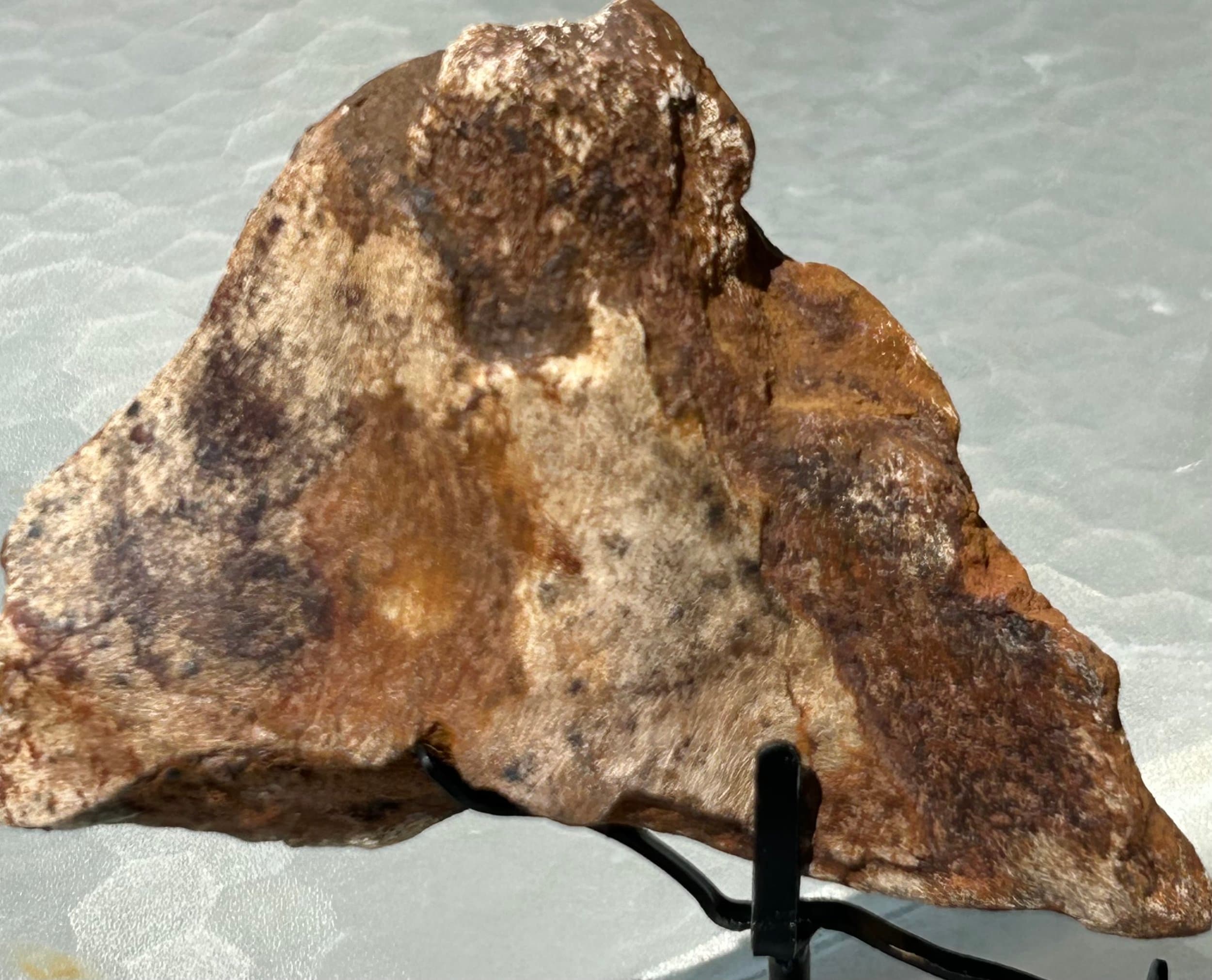Nice Triceratops Frill Section Fossil Specimen Defined Cretaceous Hell Creek MT - Stand Included